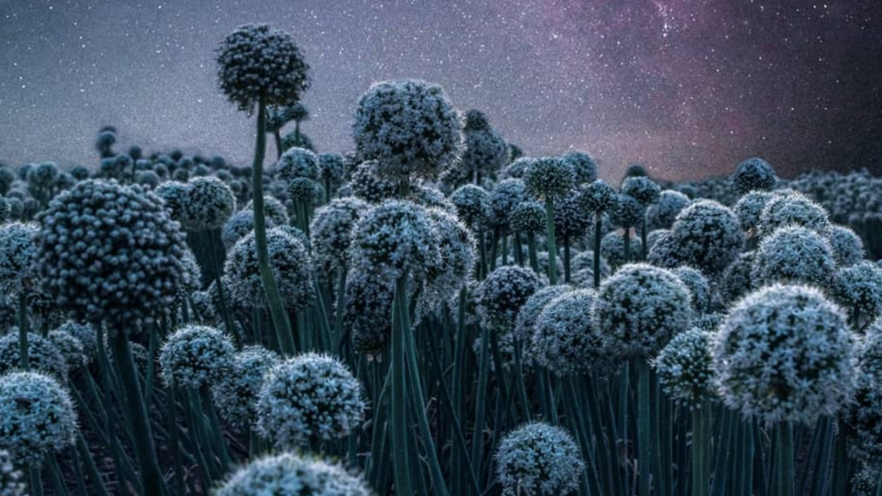 Обои природа, атмосфера, цветок, свет, окружающая среда в разрешении 1280x720