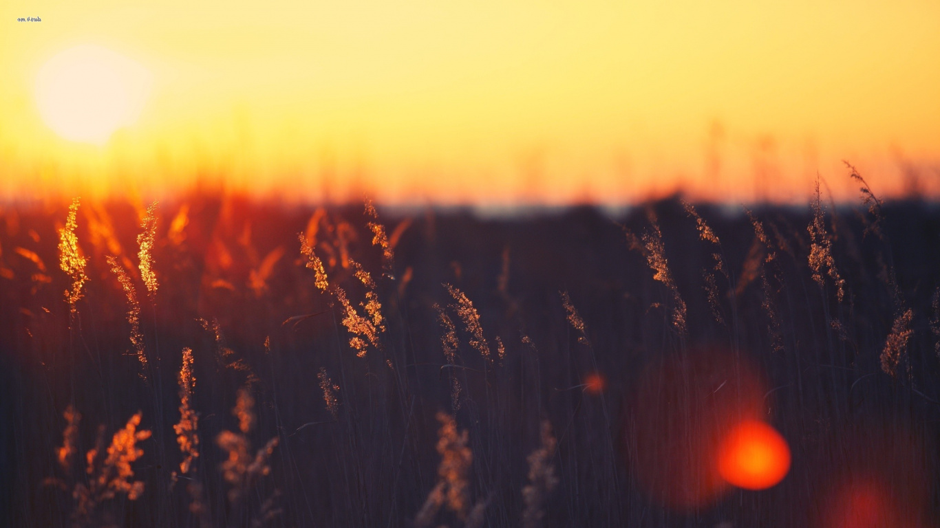 Обои солнце, закат, утро, восход солнца, солнечный свет в разрешении 1366x768