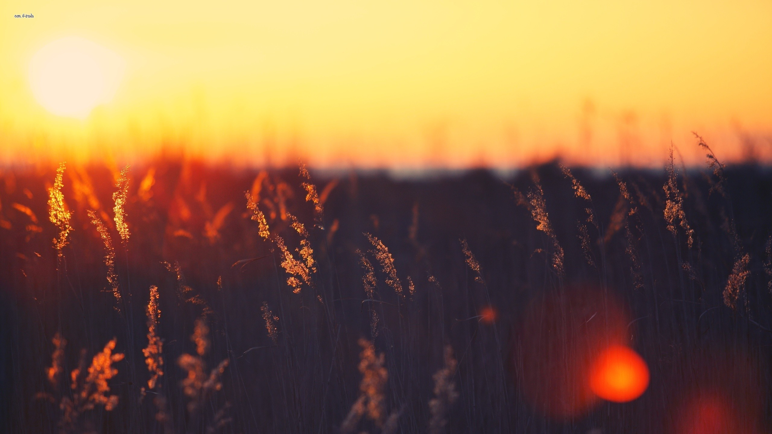 Обои солнце, закат, утро, восход солнца, солнечный свет в разрешении 2560x1440