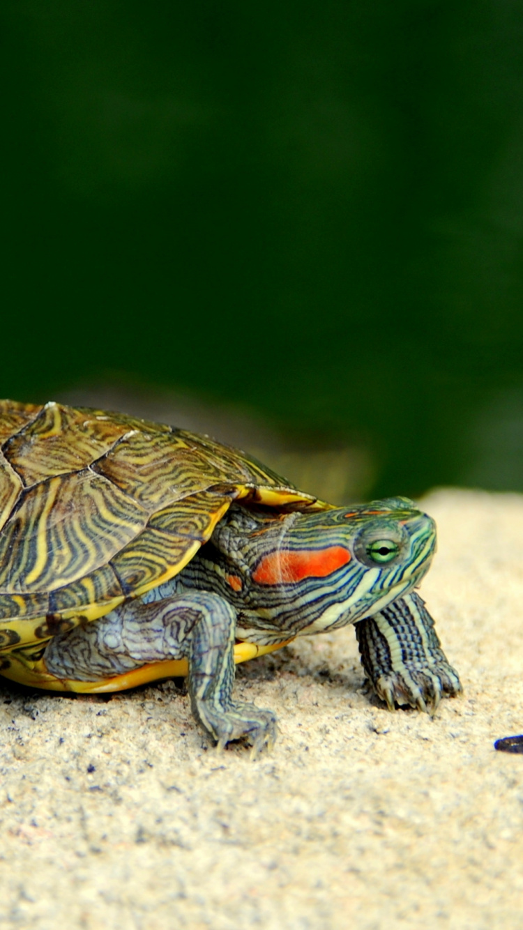 Обои черепаха, пресмыкающееся, морская черепаха, наземные животные в разрешении 750x1334