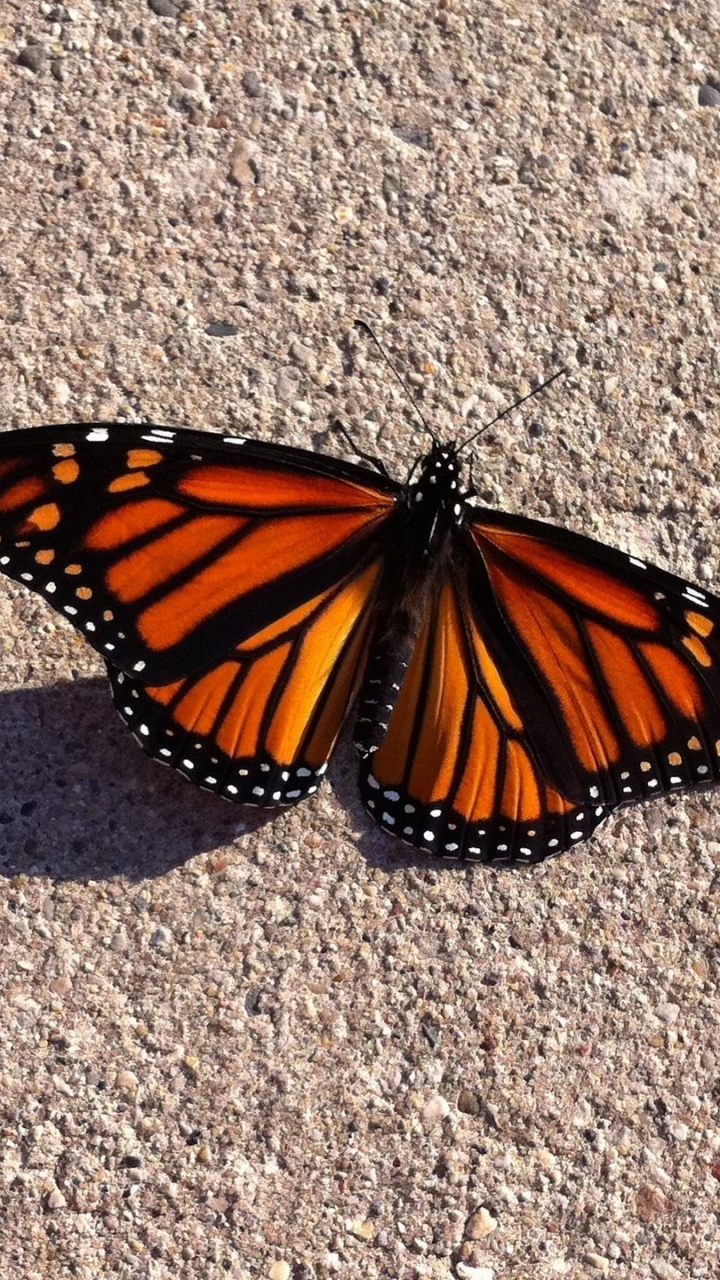 Обои бабочкамонарх, белянок, мотыльки и бабочки, бабочка, насекомое в разрешении 720x1280