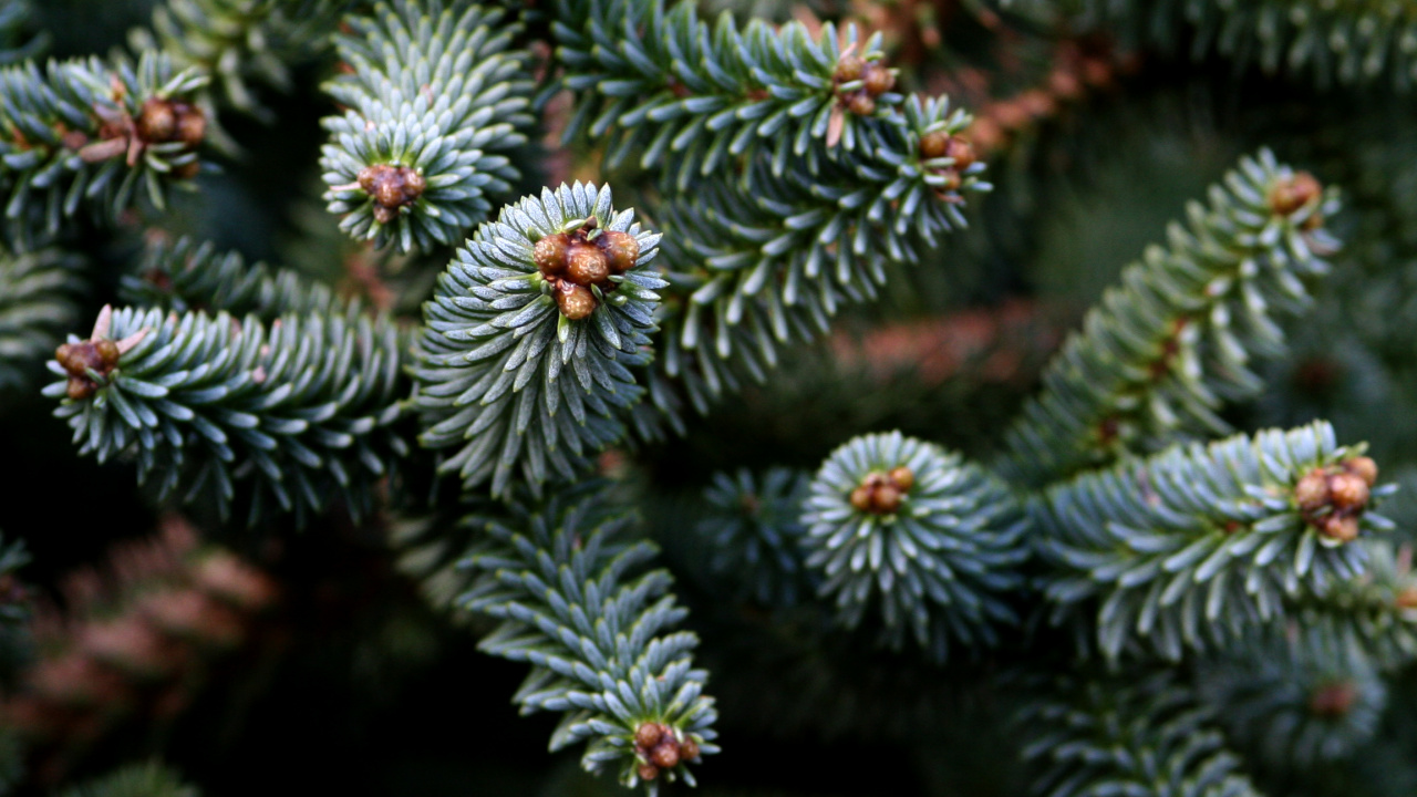 Обои Хвойные, вечнозеленое растение, пихта, ель, сосна в разрешении 1280x720