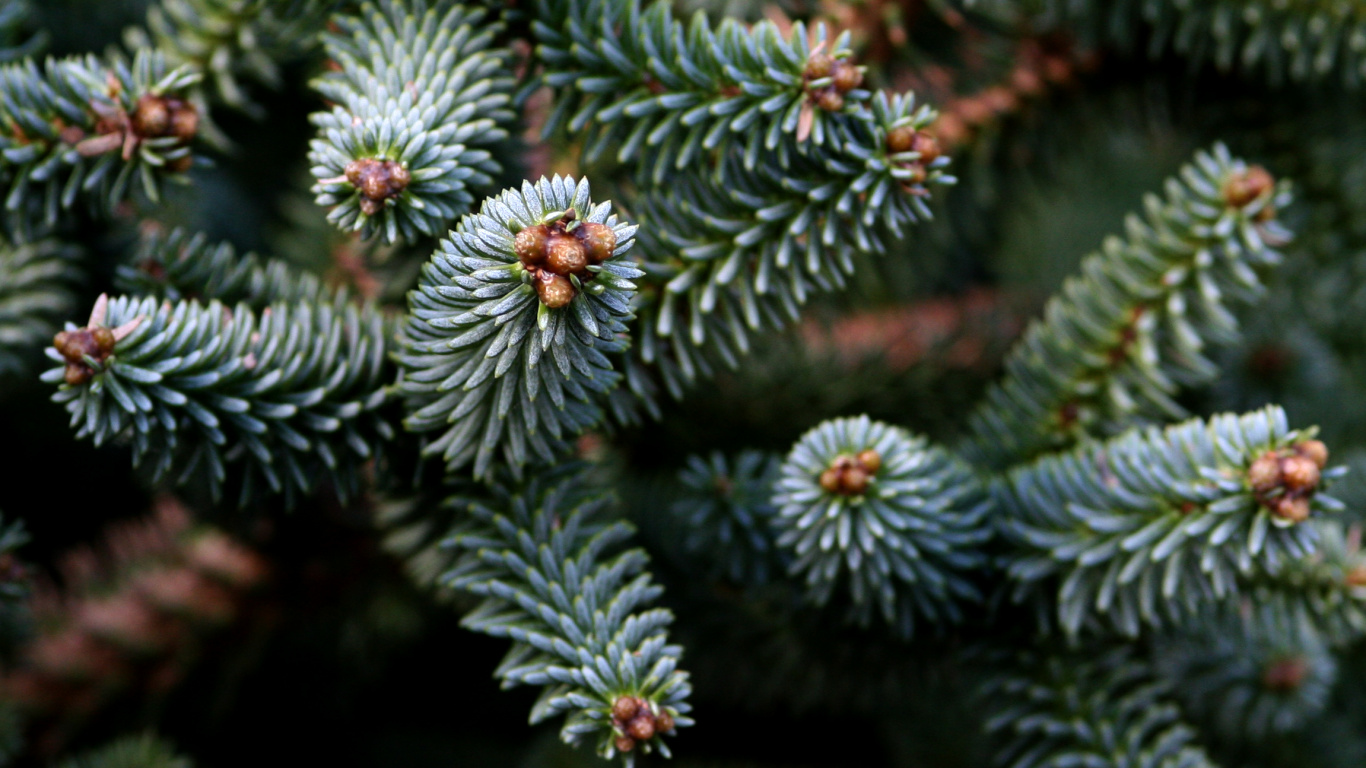 Обои Хвойные, вечнозеленое растение, пихта, ель, сосна в разрешении 1366x768