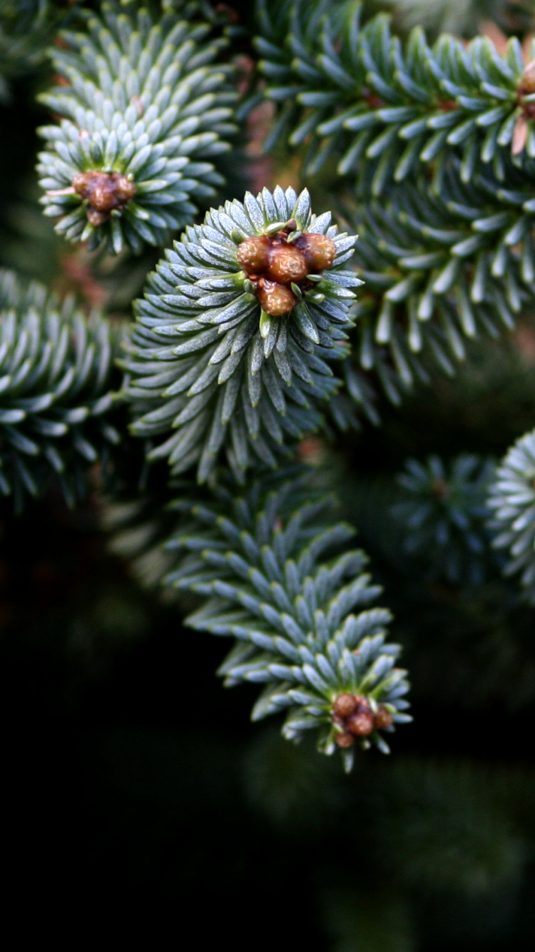 Обои Хвойные, вечнозеленое растение, пихта, ель, сосна в разрешении 750x1334