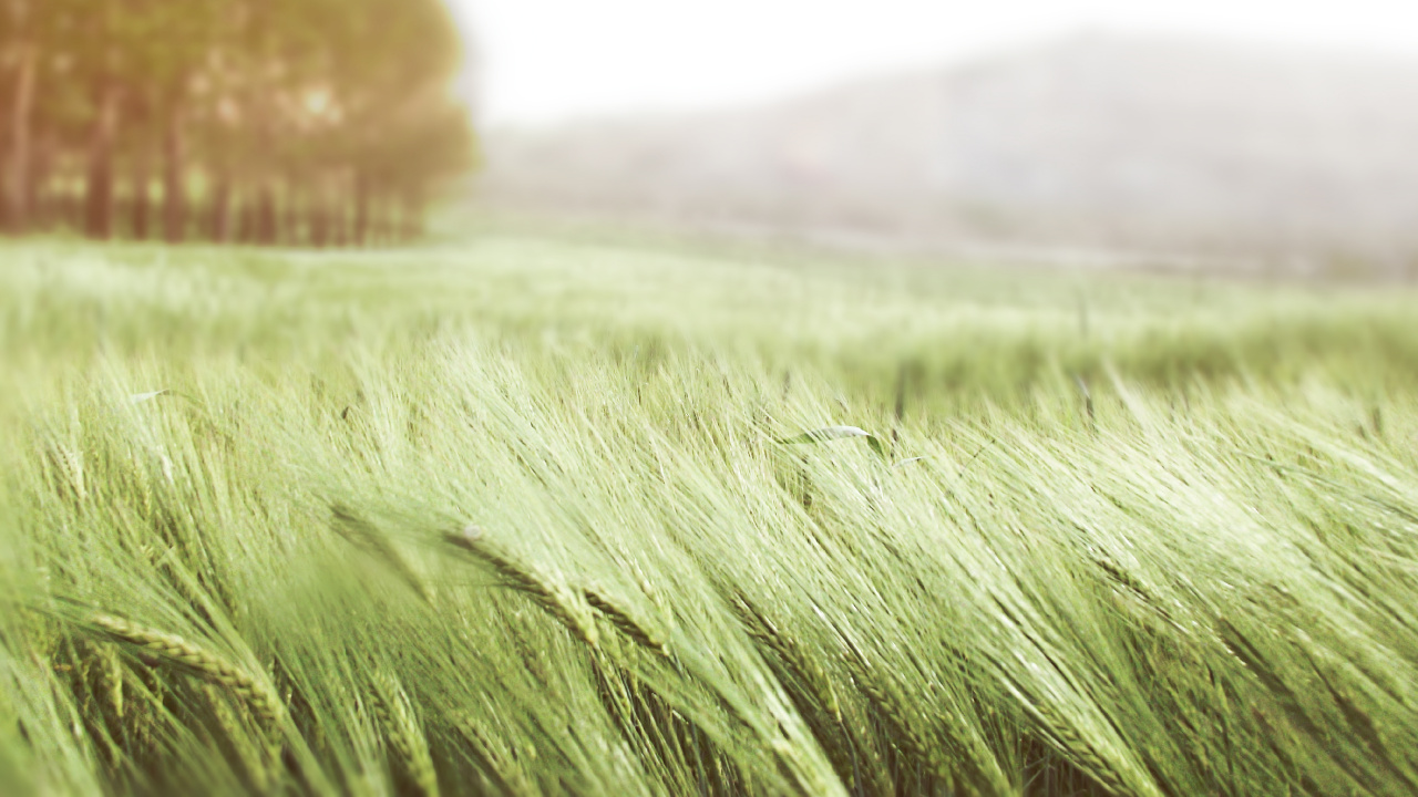 Обои ветер, семейство травы, ячмень, поле, сенокосное угодье в разрешении 1280x720