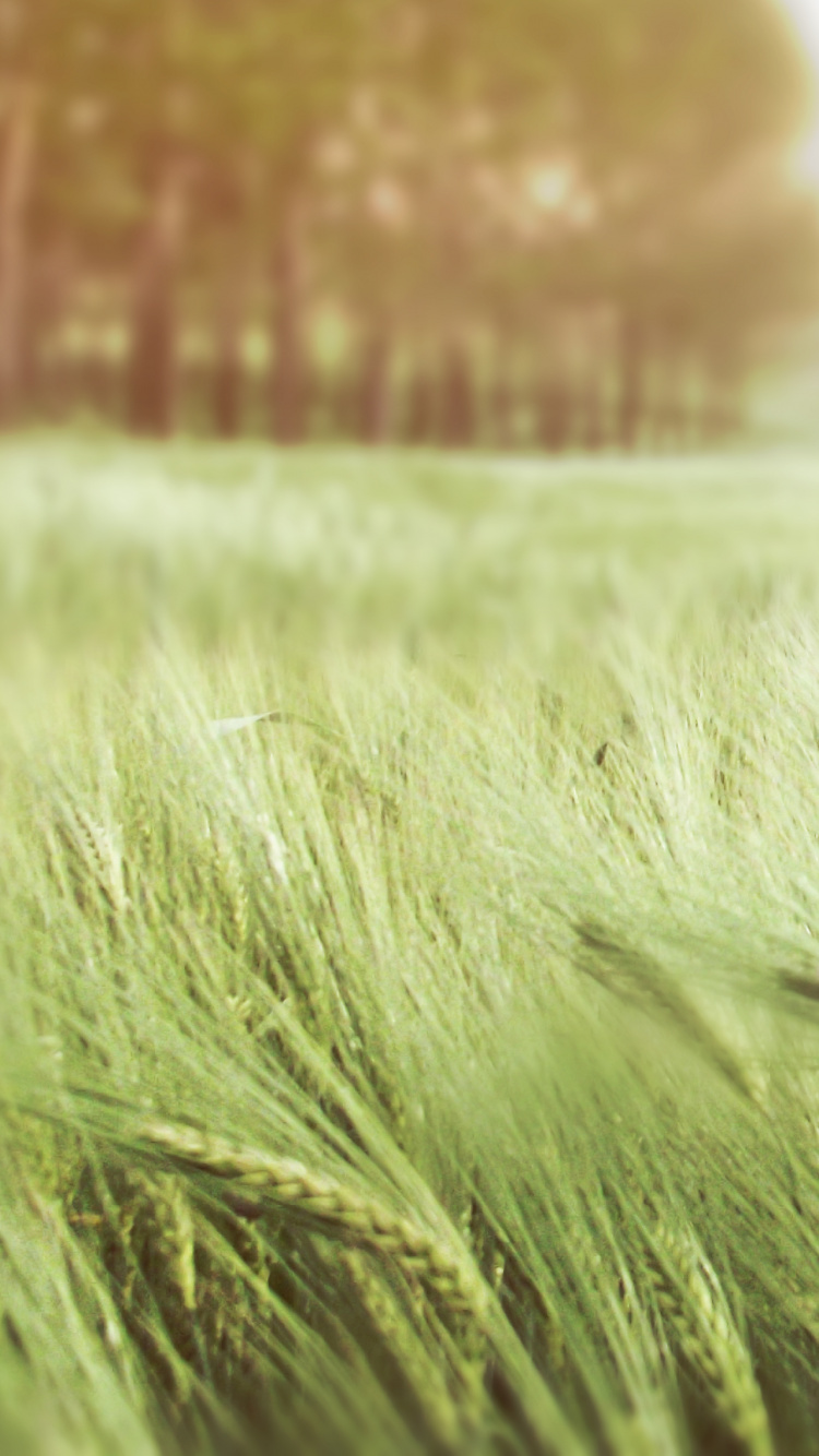 Обои ветер, семейство травы, ячмень, поле, сенокосное угодье в разрешении 750x1334