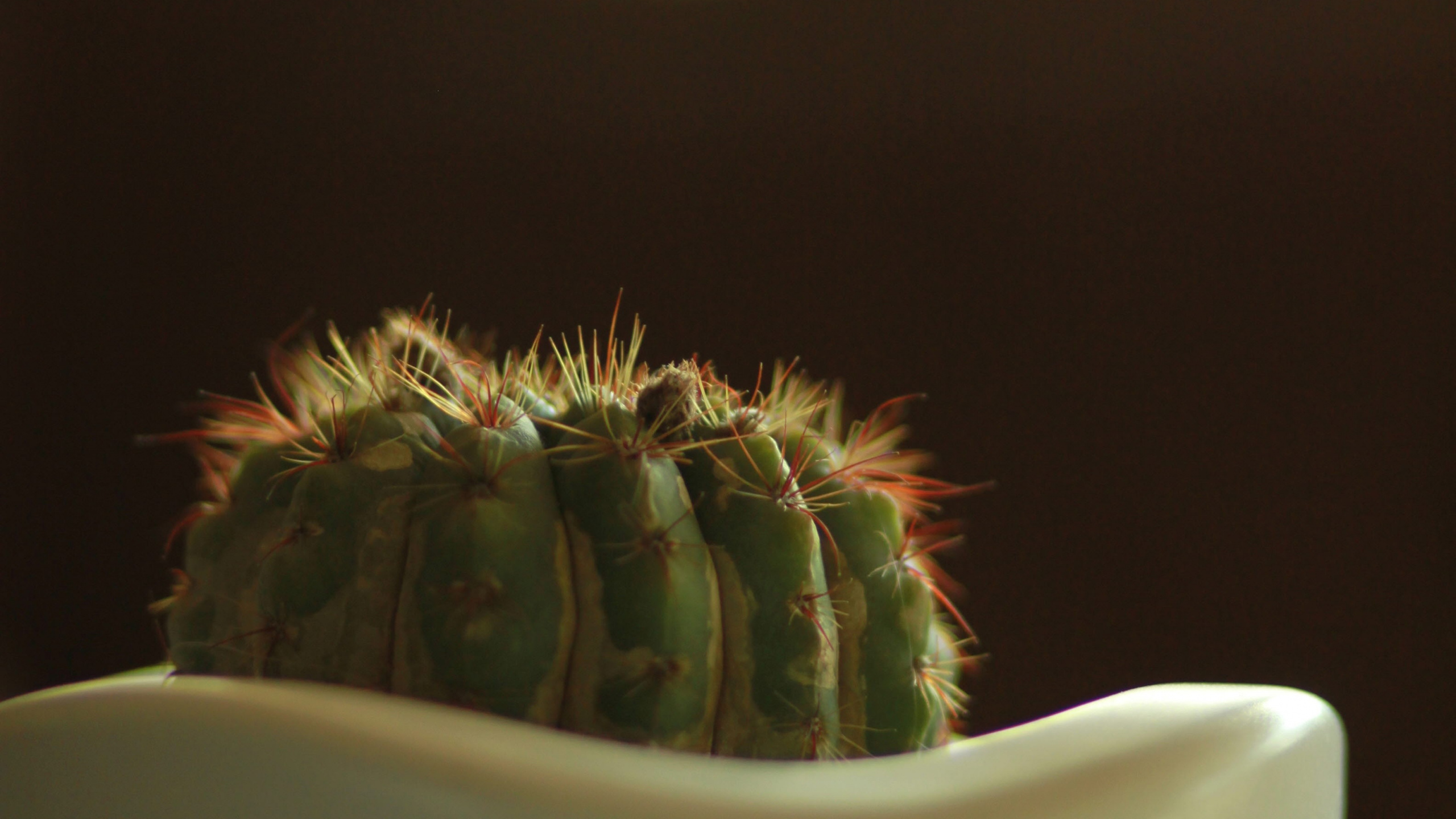 Обои кактус, растение, цветочный горшок, цветок, комнатное растение в разрешении 2560x1440