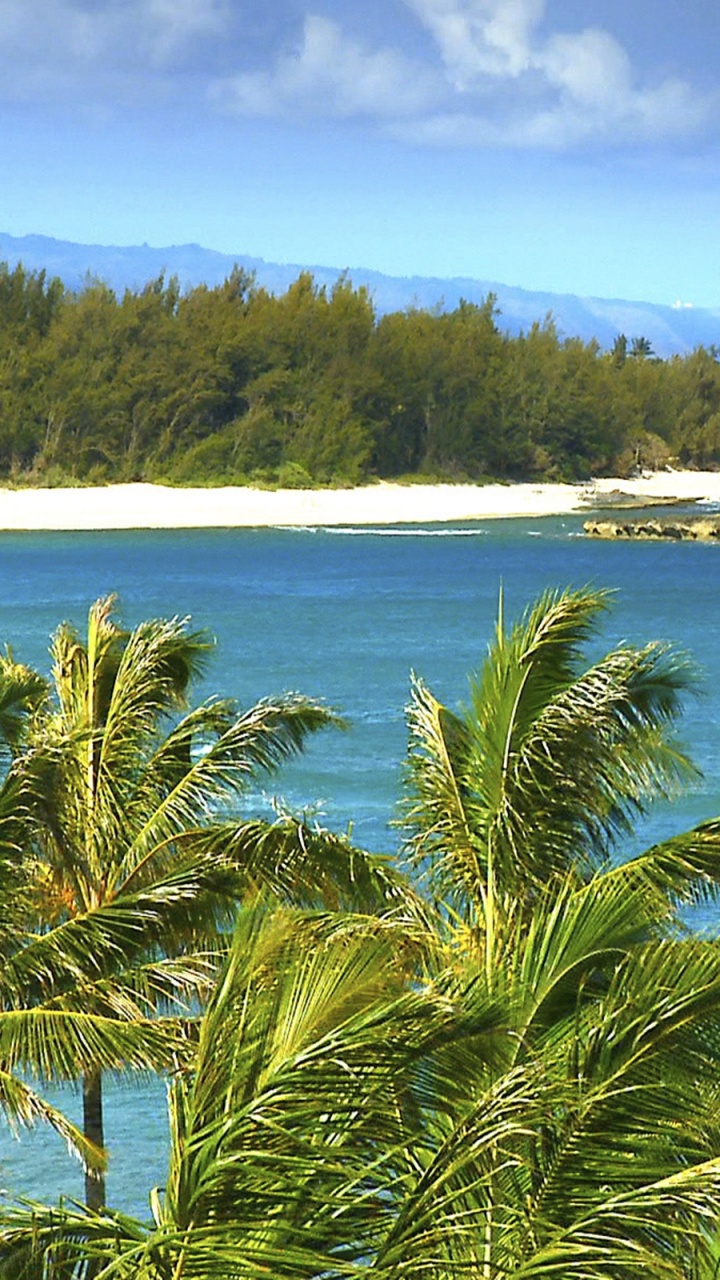 Обои гавайский пляж, Вайкики, пляж, растительность, море в разрешении 720x1280