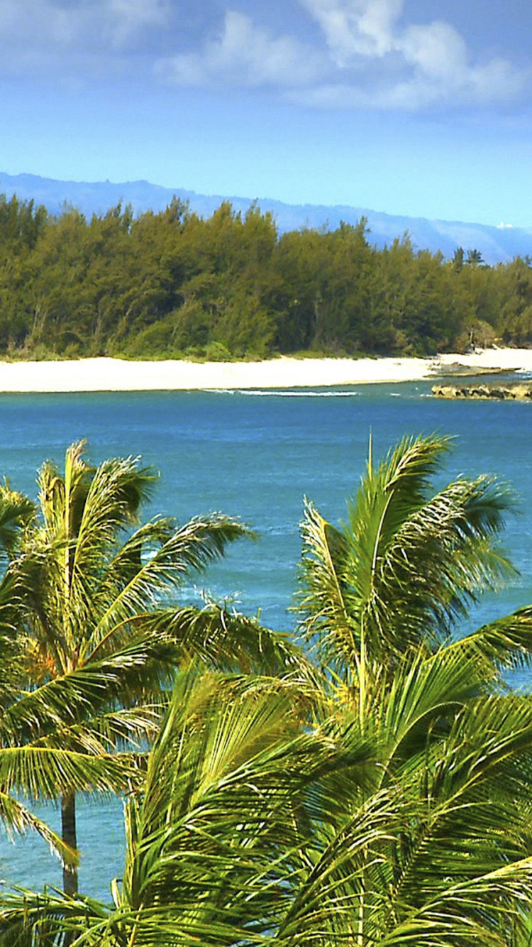 Обои гавайский пляж, Вайкики, пляж, растительность, море в разрешении 750x1334