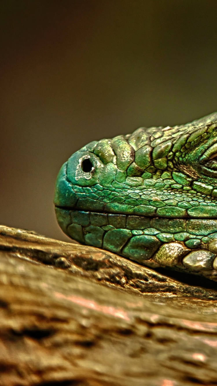 Обои пресмыкающееся, ящерица, iguania, масштабных рептилий, наземные животные в разрешении 750x1334