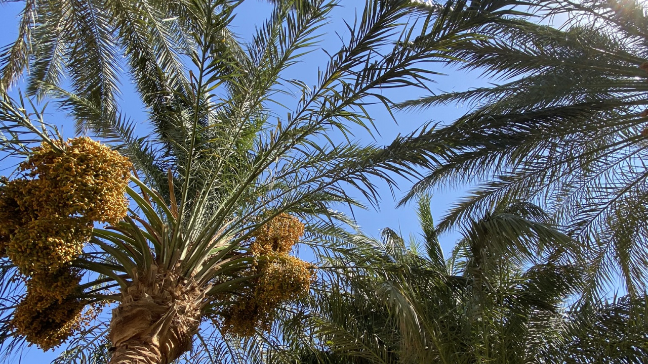 Обои финиковая пальма, рассада, Бабассу, Кокос, дерево в разрешении 1280x720