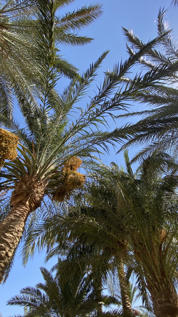 Обои финиковая пальма, рассада, Бабассу, Кокос, дерево в разрешении 720x1280