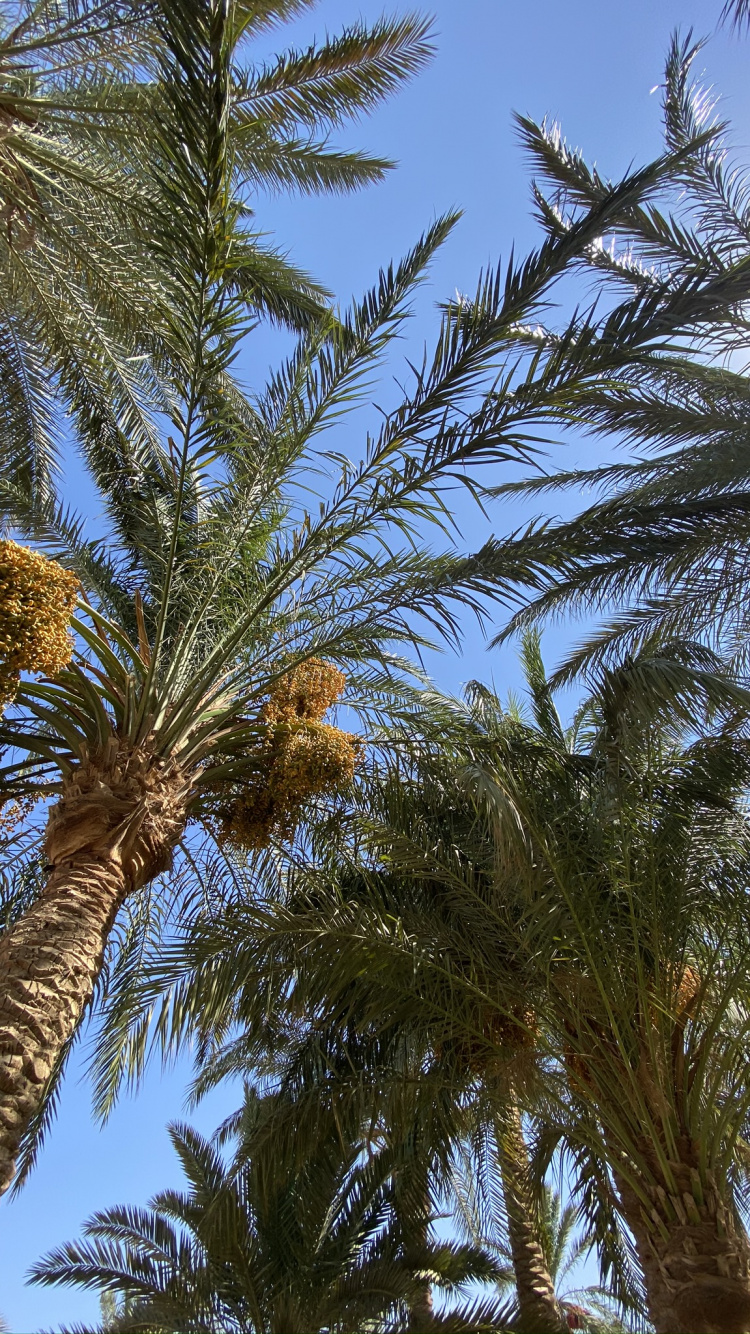 Обои финиковая пальма, рассада, Бабассу, Кокос, дерево в разрешении 750x1334