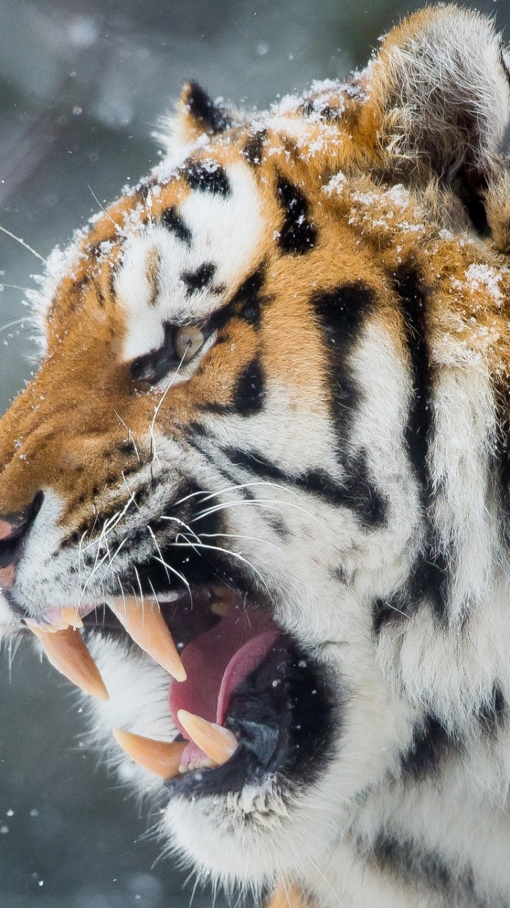 Обои Белый тигр, рев, бенгальский тигр, Амурский тигр, тигр в разрешении 720x1280