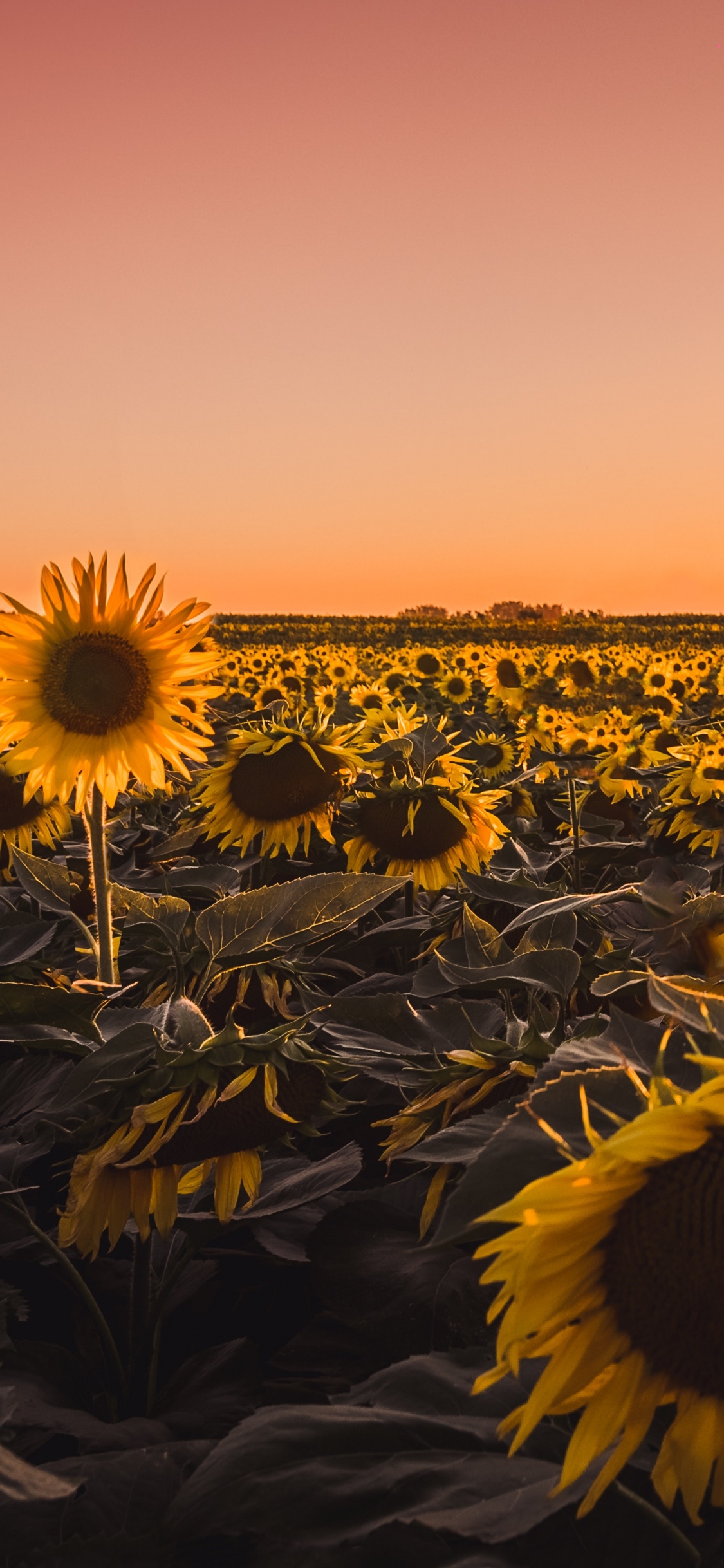 Обои природа, цветок, желтый, растение, закат в разрешении 1125x2436