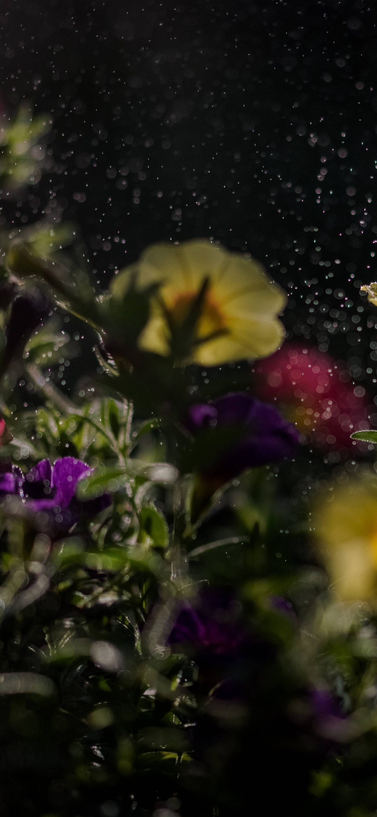 Обои цветок, природа, растение, желтый, полевой цветок в разрешении 1242x2688