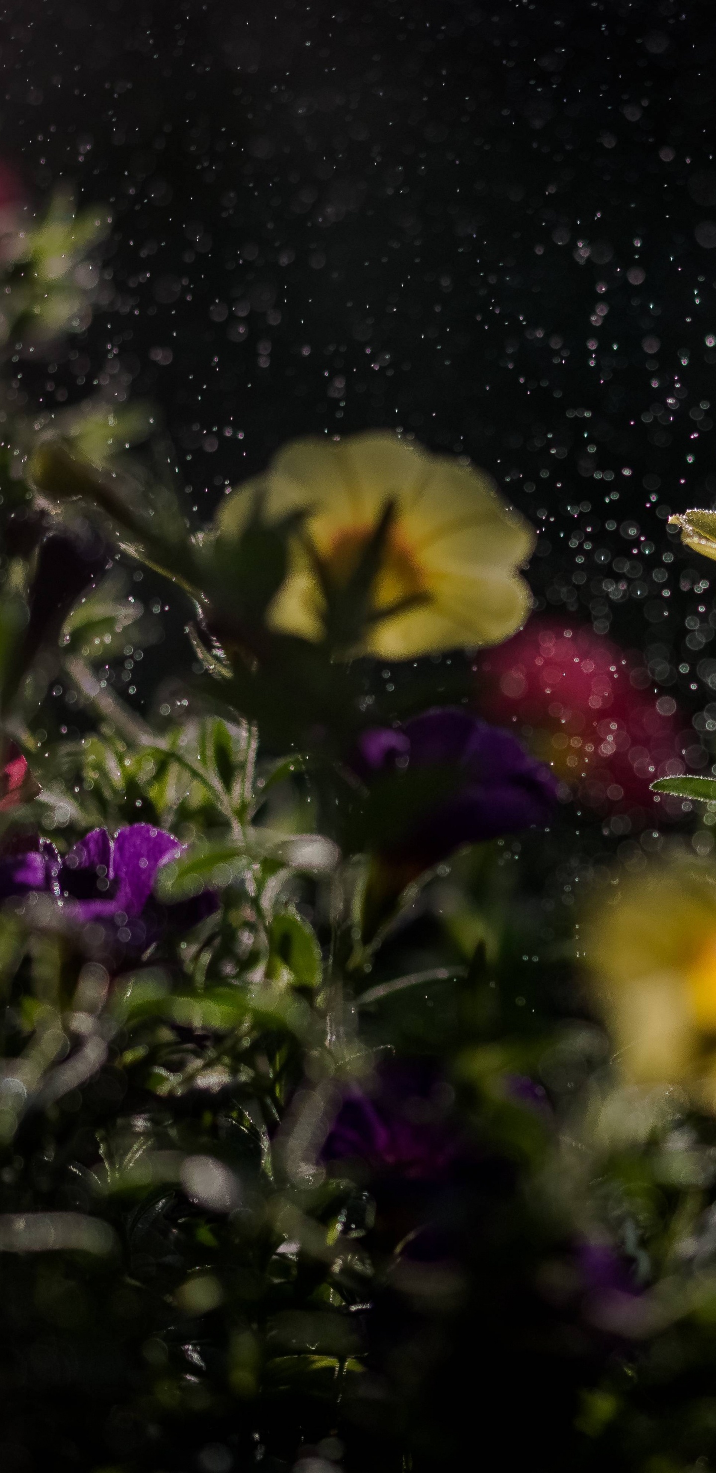 Обои цветок, природа, растение, желтый, полевой цветок в разрешении 1440x2960