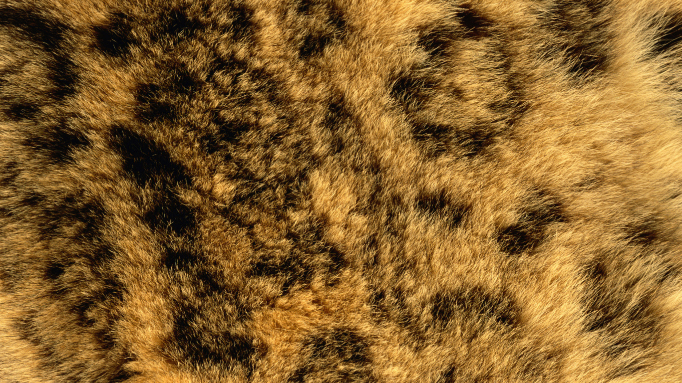 Обои живая природа, Леопард, Ягуар, Гепард, кот в разрешении 1366x768