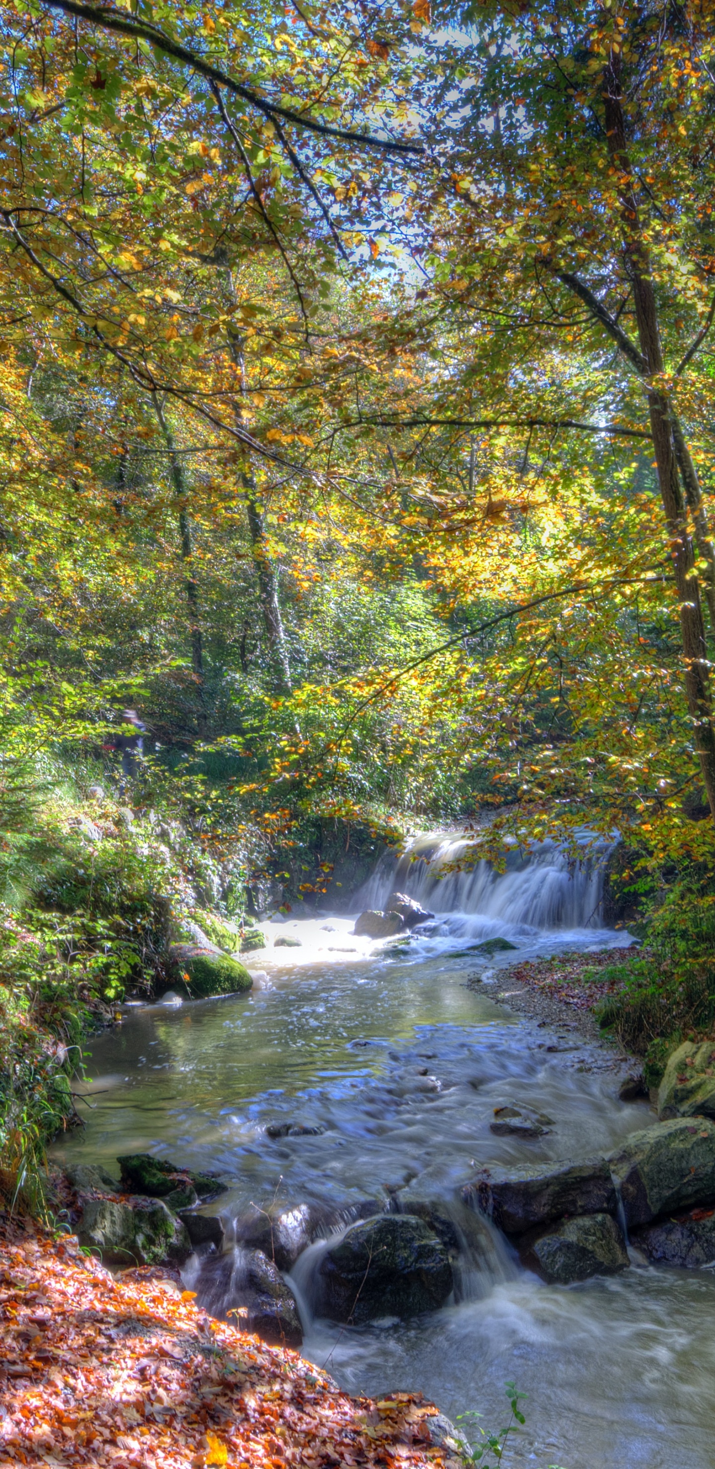 Обои природа, вода, растение, природный ландшафт, дерево в разрешении 1440x2960