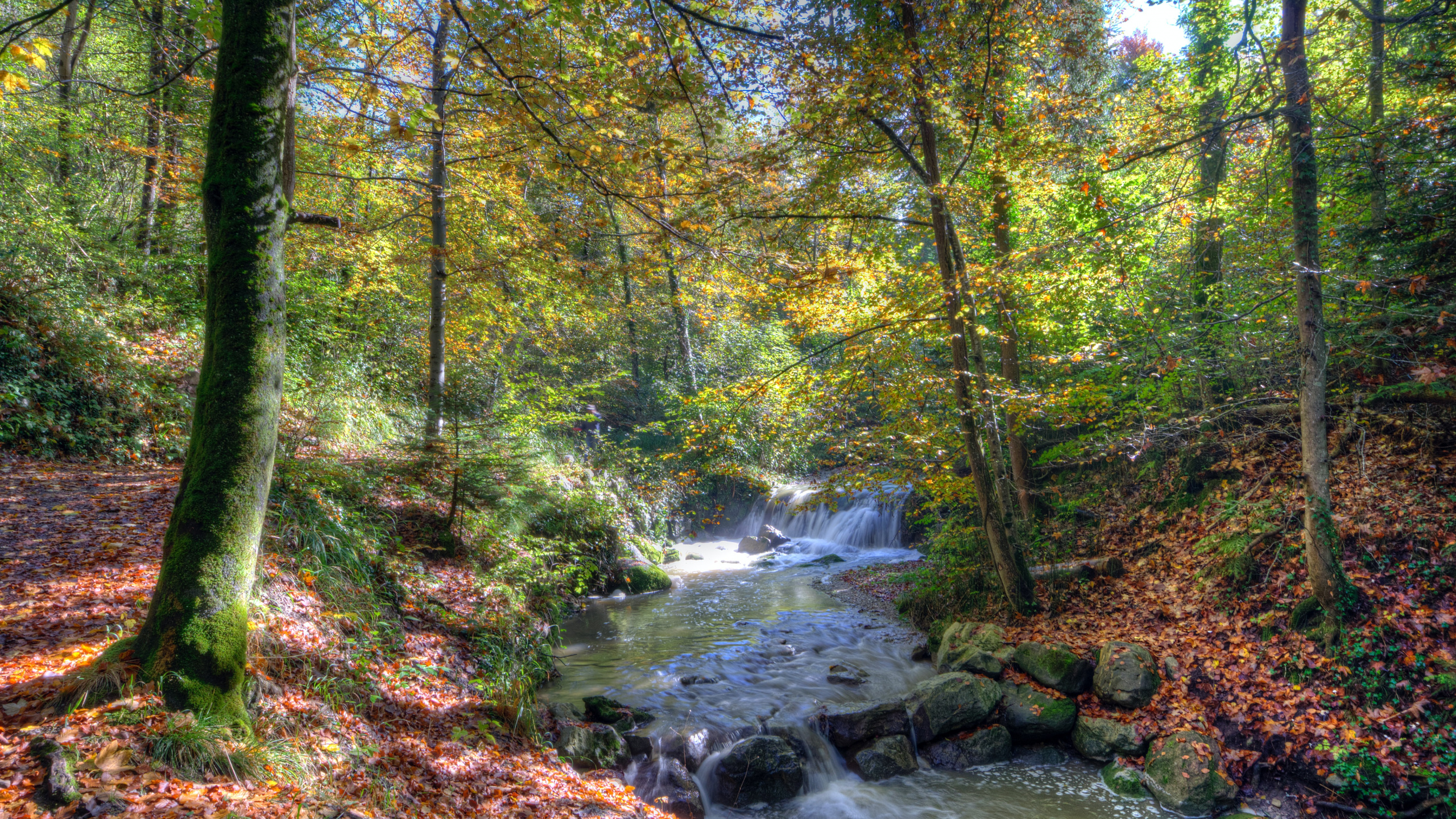 Обои природа, вода, растение, природный ландшафт, дерево в разрешении 2560x1440