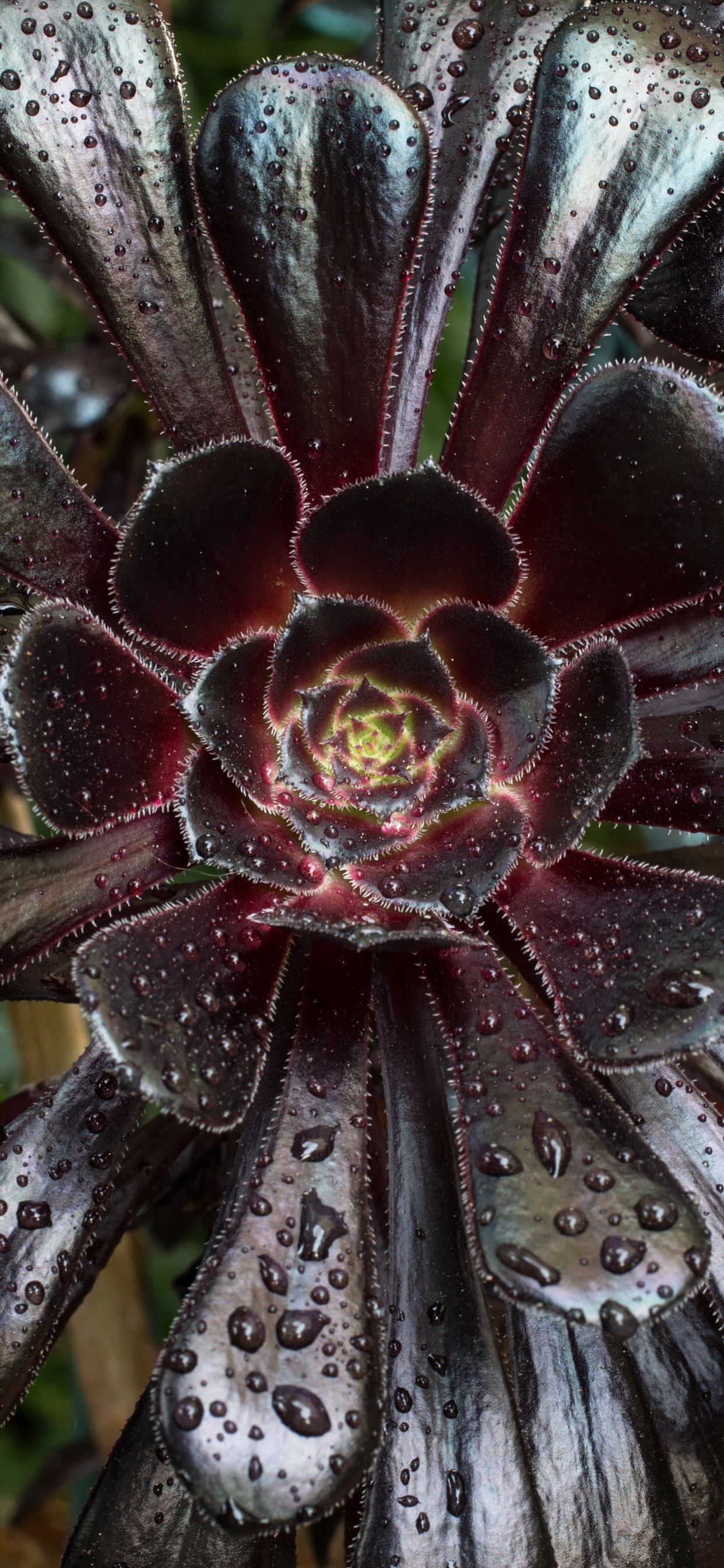 Обои рассада, суккулент, Aeonium является, лист, цветок в разрешении 1242x2688