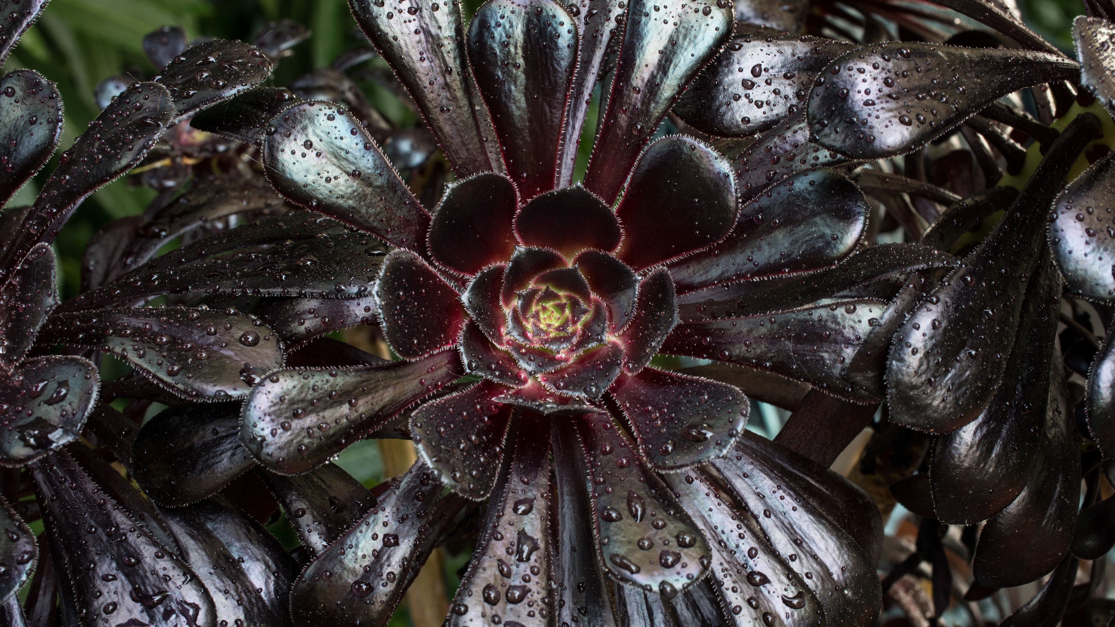 Обои рассада, суккулент, Aeonium является, лист, цветок в разрешении 3840x2160