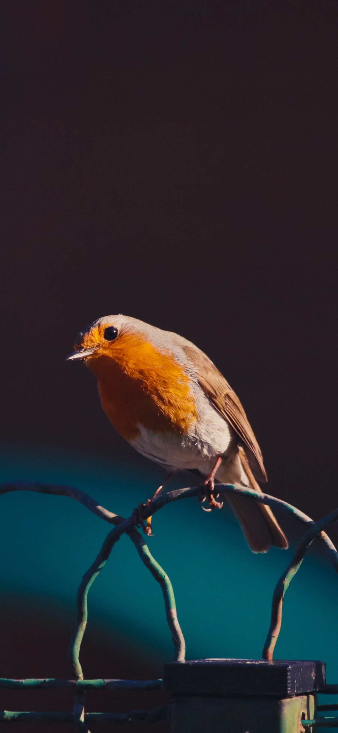 Обои зарянка, птица, клюв, певчая птица, воробьиные птицы в разрешении 1125x2436