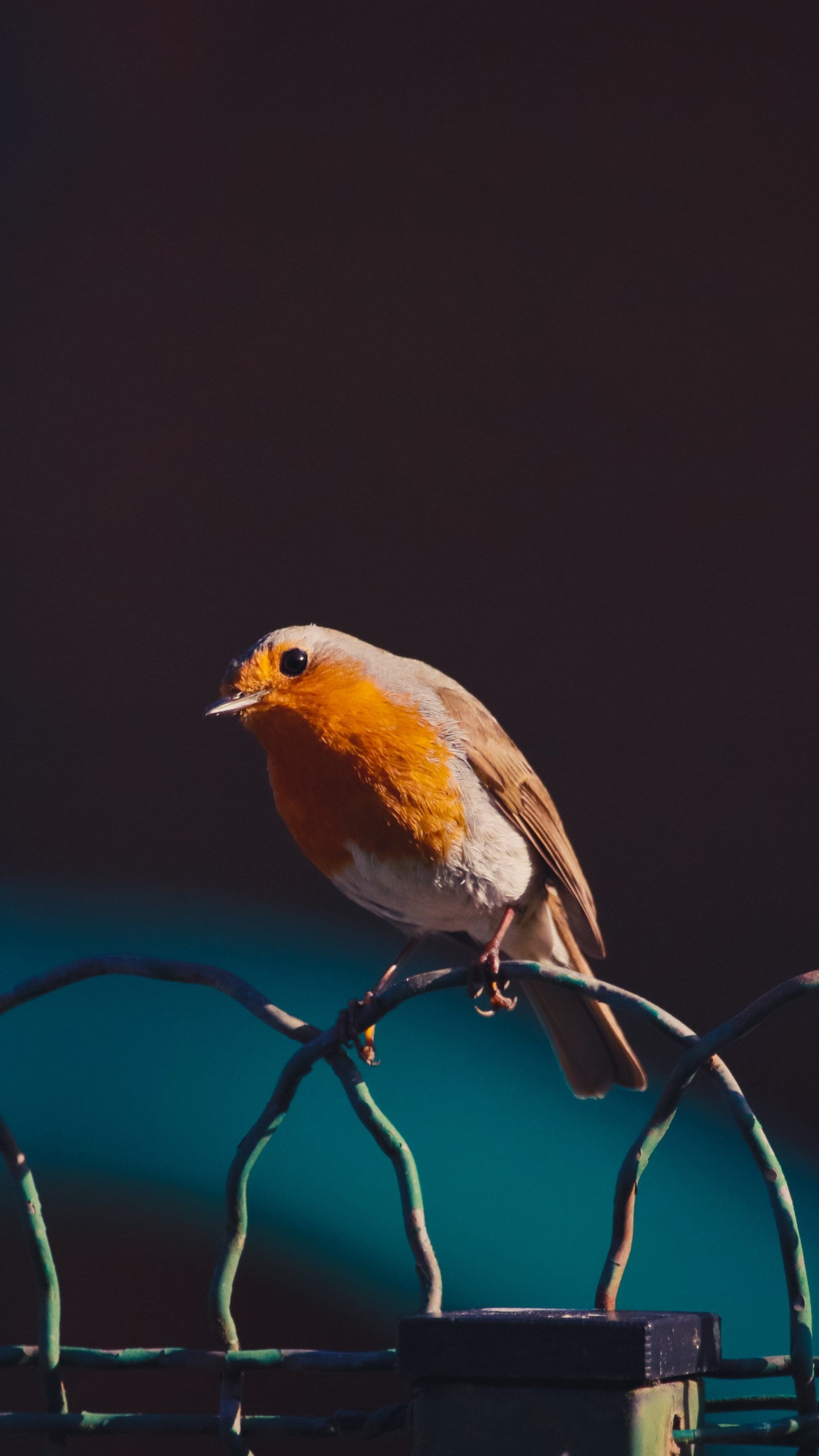 Обои зарянка, птица, клюв, певчая птица, воробьиные птицы в разрешении 1440x2560