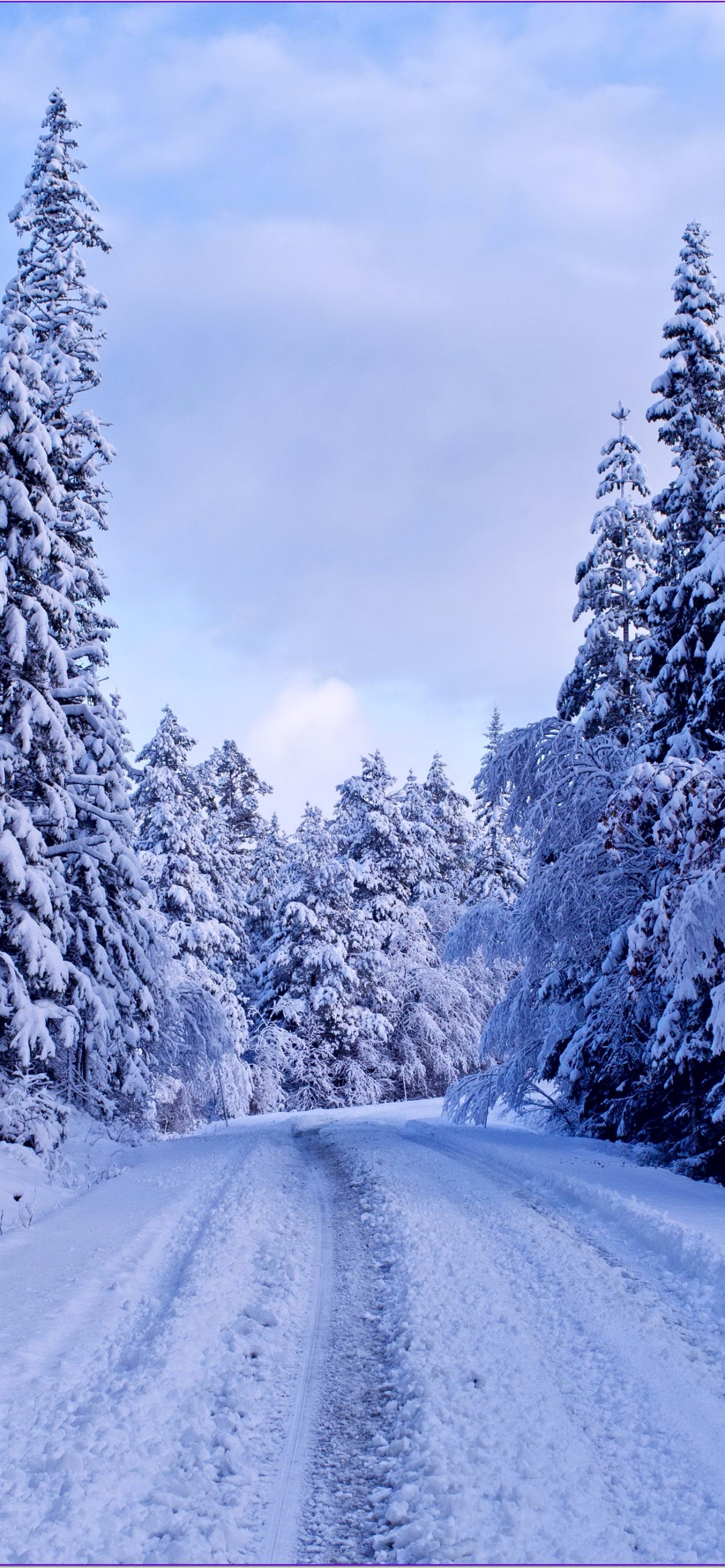 Обои зимняя дорога, снег, зима, дерево, мороз в разрешении 1242x2688