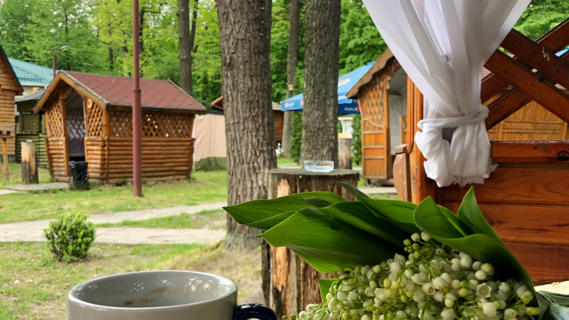 Обои дерево, кофейная чашка, чашка, serveware, посуда в разрешении 1920x1080