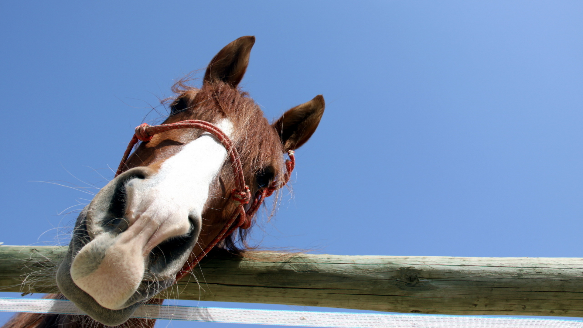Обои лошадь, морда, конь, грива, вьючное животное в разрешении 1920x1080