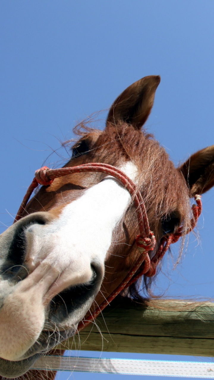 Обои лошадь, морда, конь, грива, вьючное животное в разрешении 720x1280