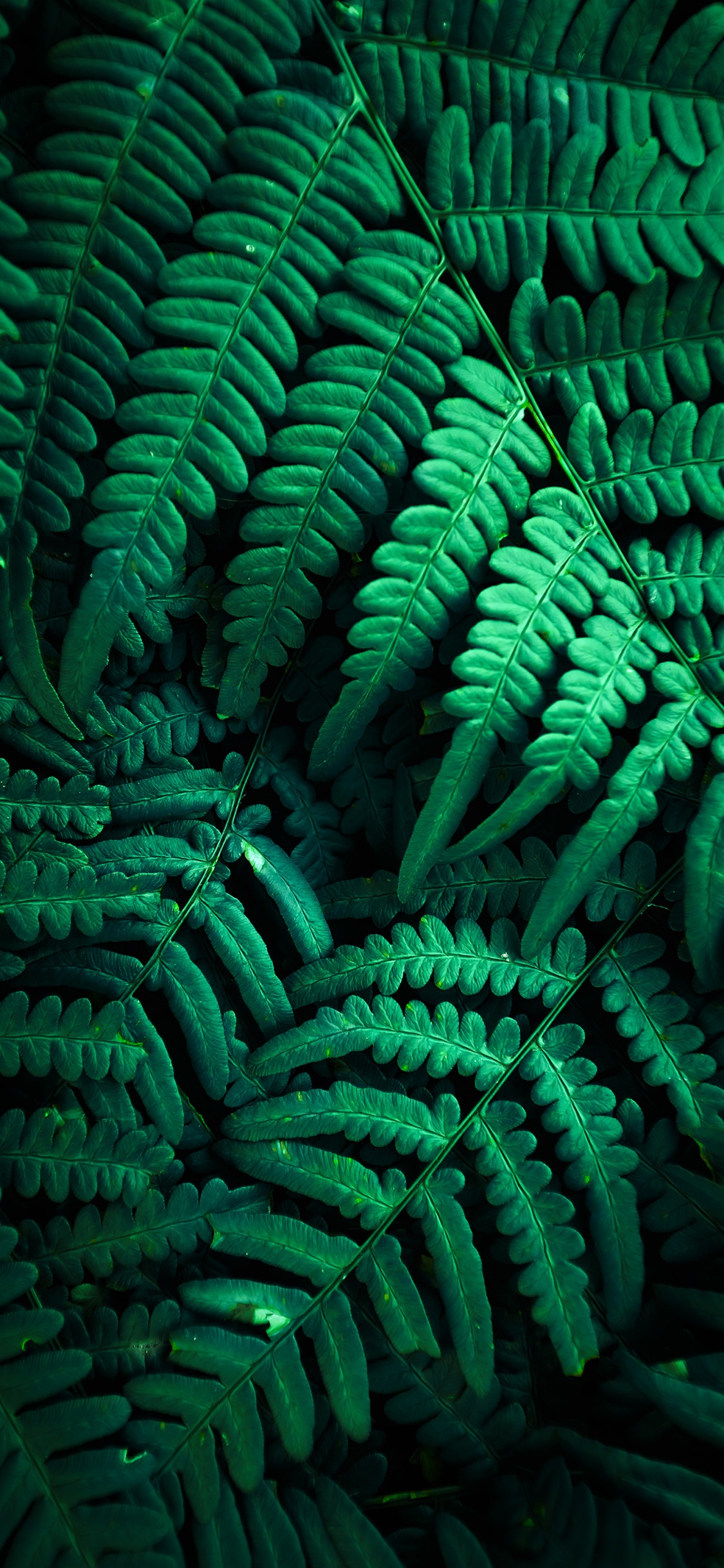 Обои растительность, цветной, растение, зеленый, свет в разрешении 1125x2436