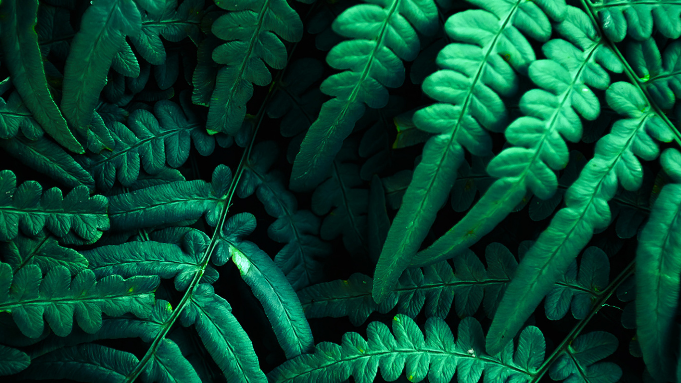 Обои растительность, цветной, растение, зеленый, свет в разрешении 1366x768