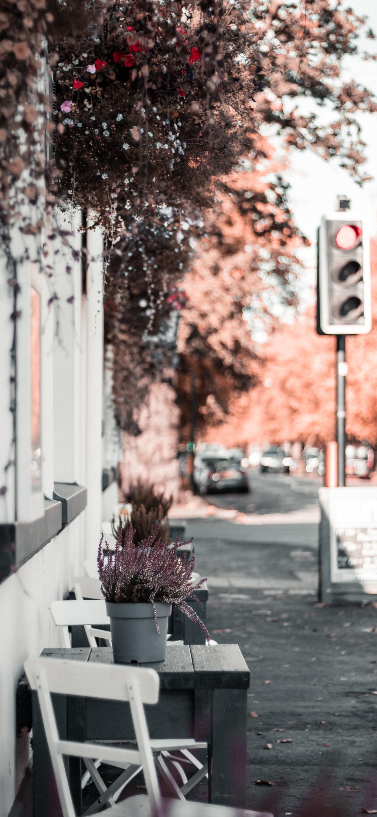 Обои красный цвет, дерево, розовый, лист, комната в разрешении 1242x2688