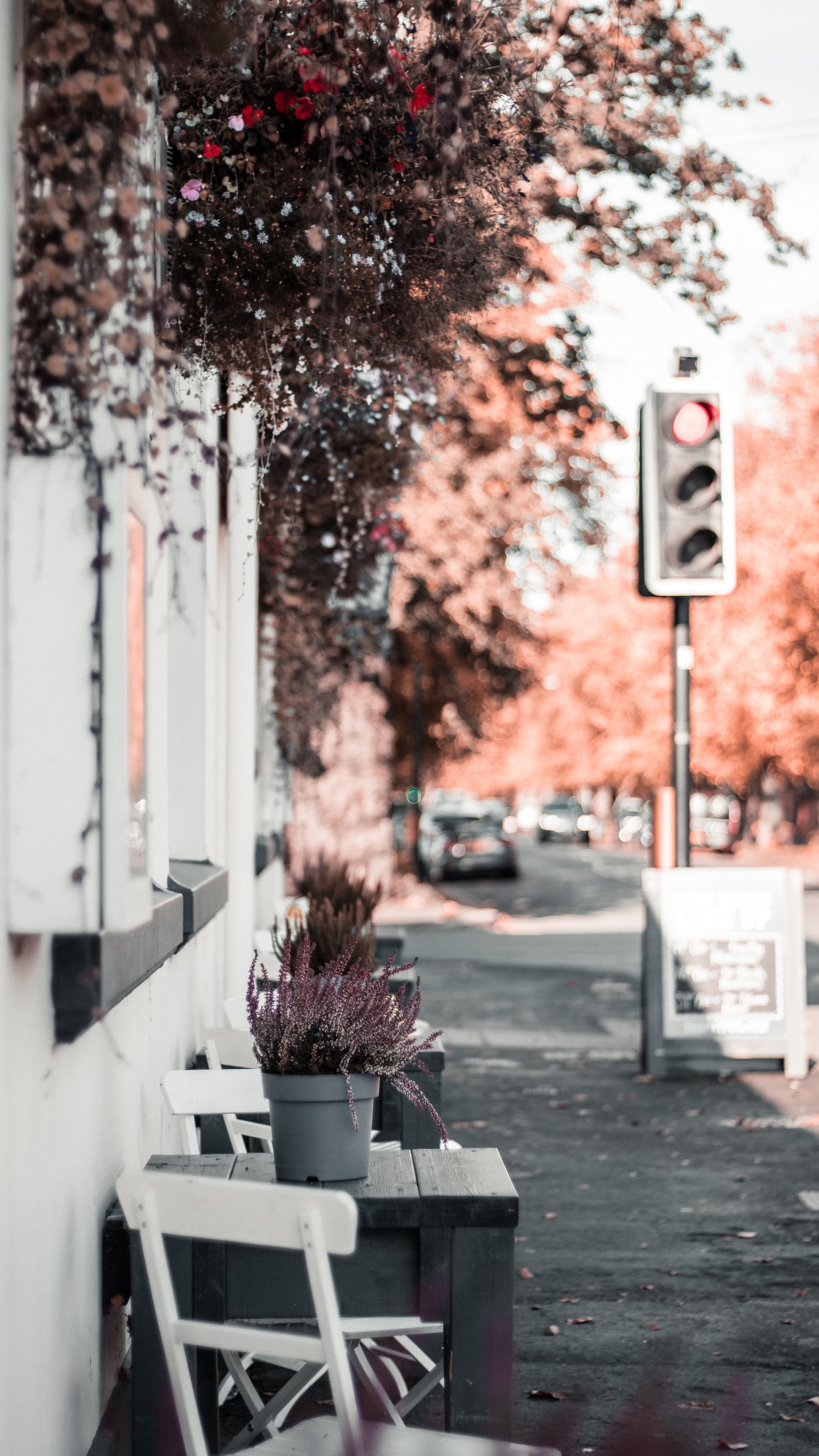 Обои красный цвет, дерево, розовый, лист, комната в разрешении 1440x2560