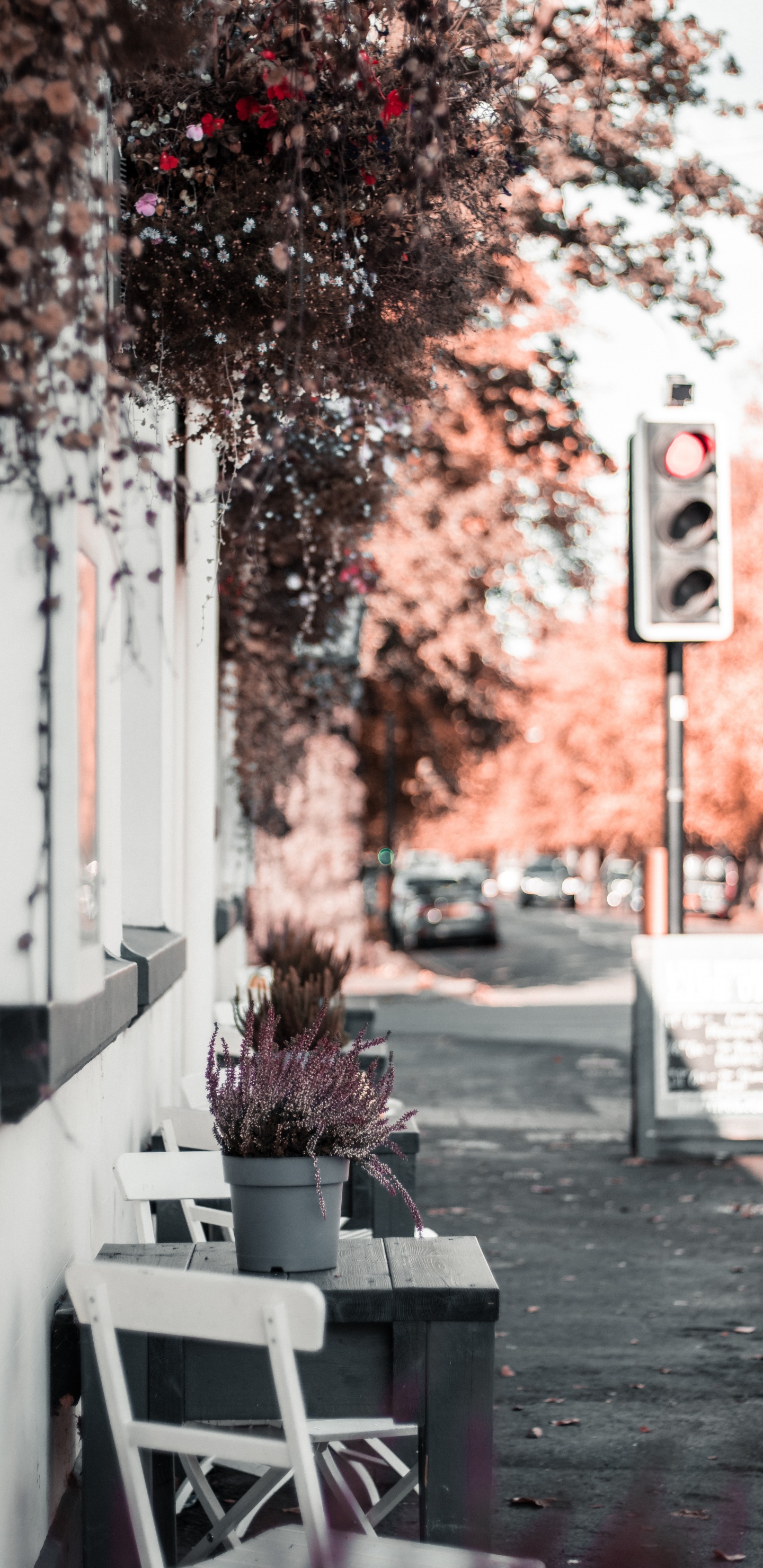 Обои красный цвет, дерево, розовый, лист, комната в разрешении 1440x2960