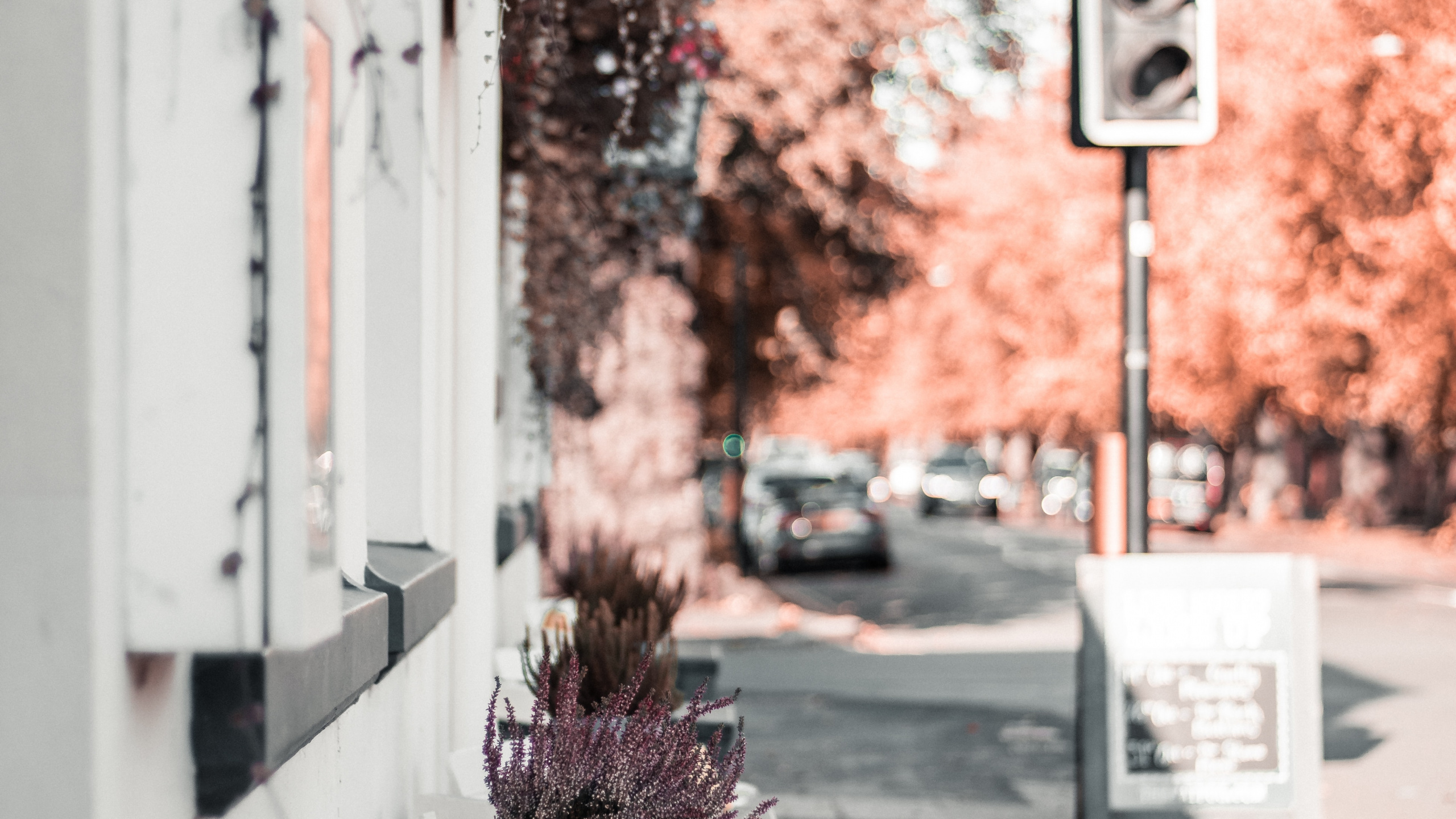 Обои красный цвет, дерево, розовый, лист, комната в разрешении 2560x1440