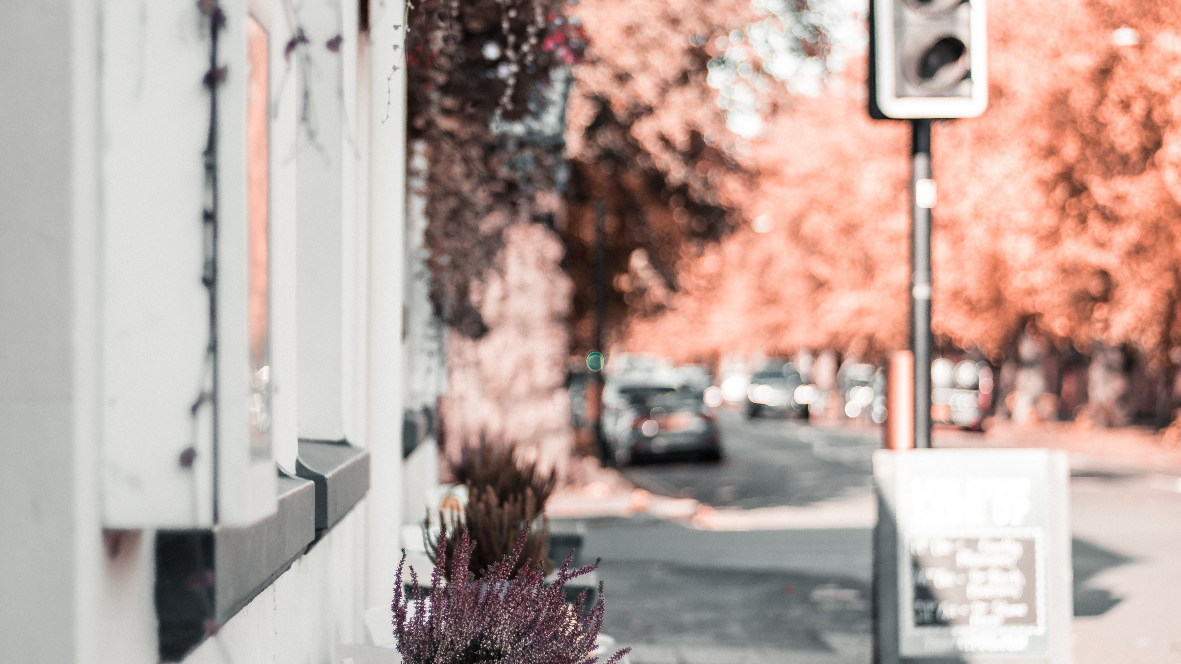 Обои красный цвет, дерево, розовый, лист, комната в разрешении 3840x2160