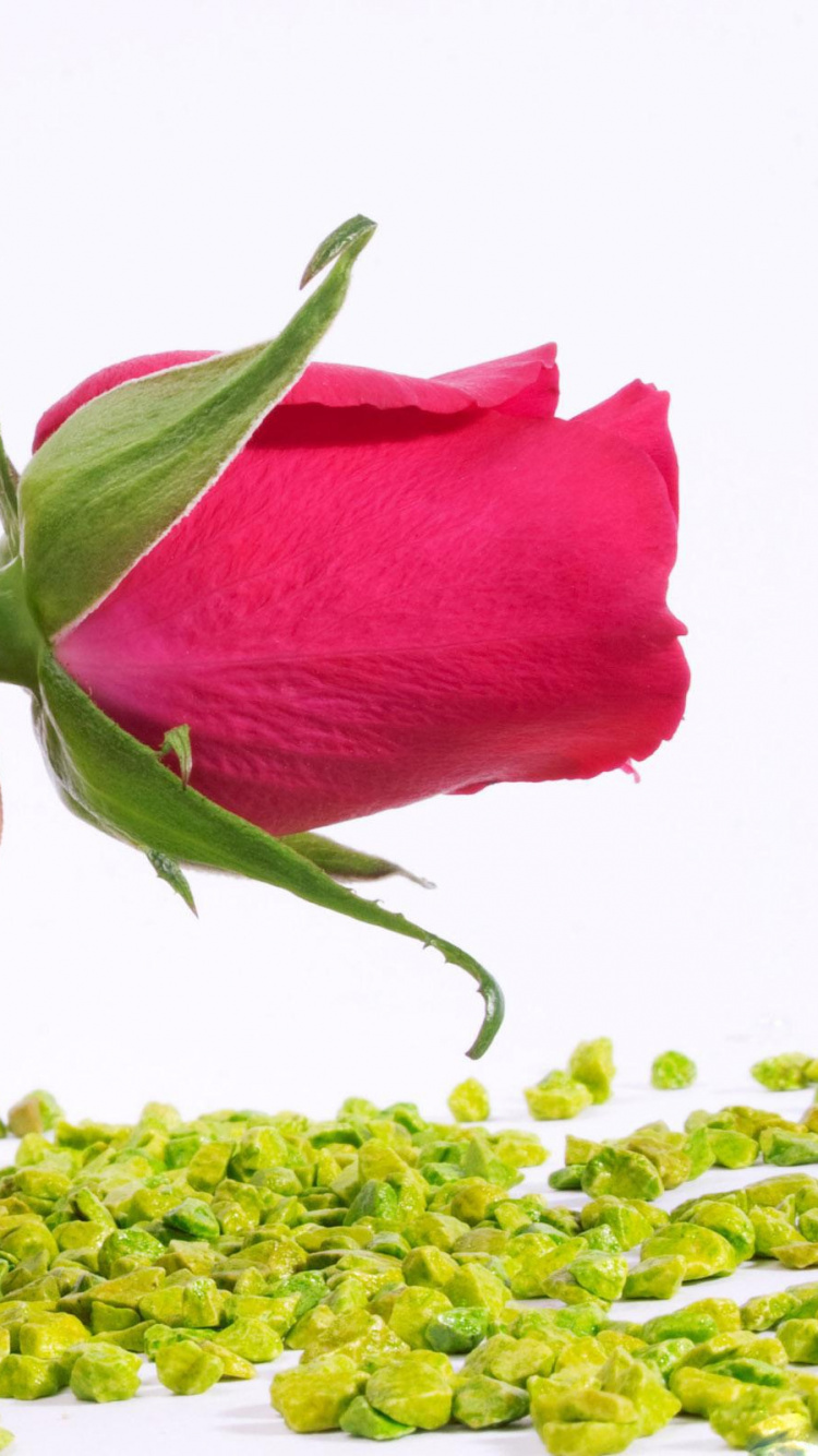 Обои Роза, палец, ноготь, маникюр, лепесток в разрешении 750x1334