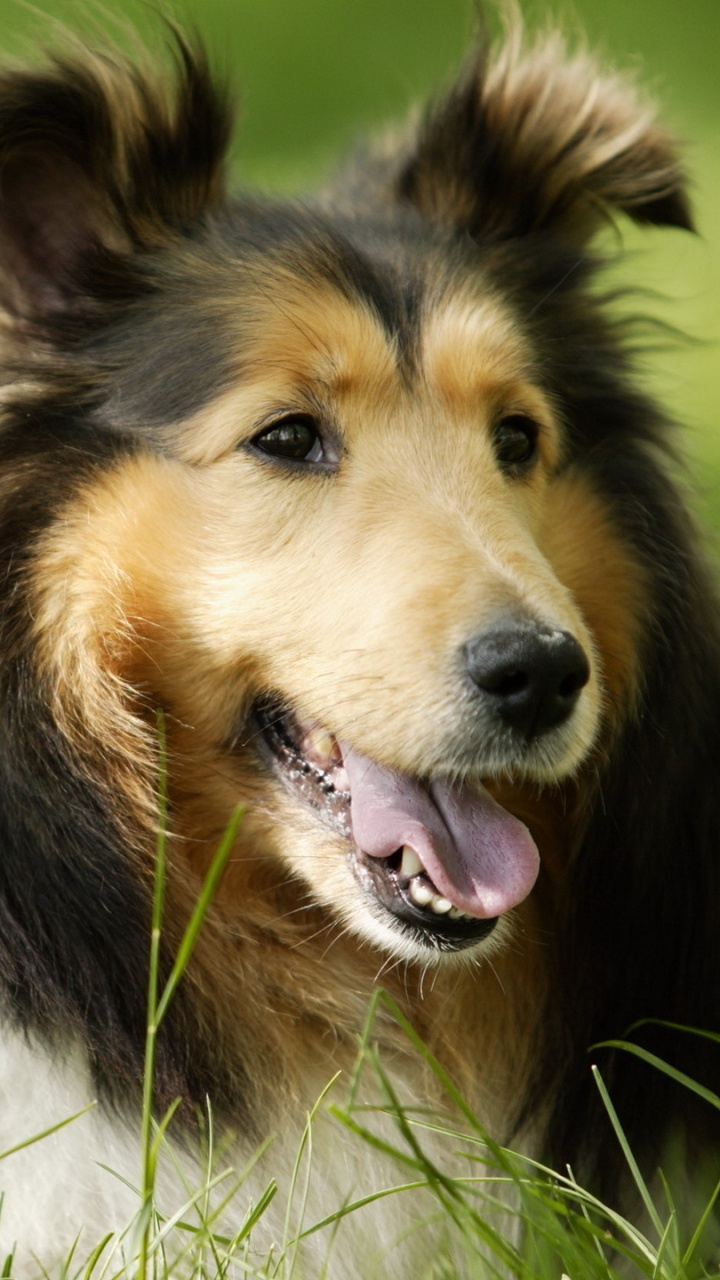 Обои колли длинношёрстный, Колли, пес, шотландский колли, собака породы в разрешении 720x1280