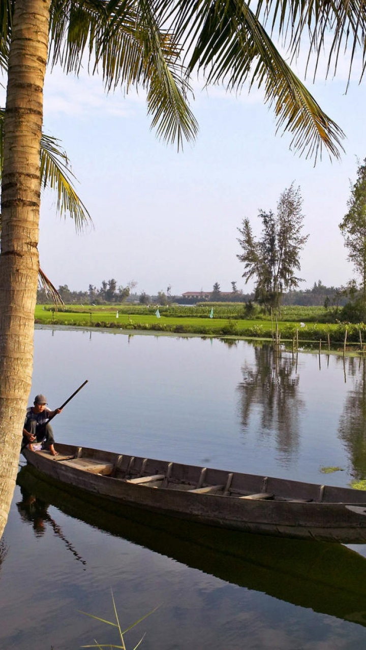 Обои дерево, Пальма, отражение, вода, Банк в разрешении 720x1280