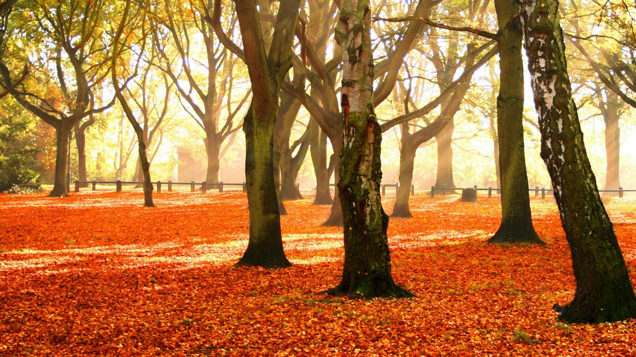 Обои осень, дерево, природа, листопадные, лист в разрешении 1280x720