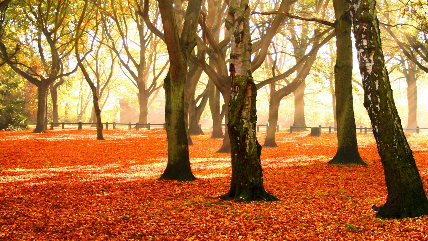 Обои осень, дерево, природа, листопадные, лист в разрешении 1366x768