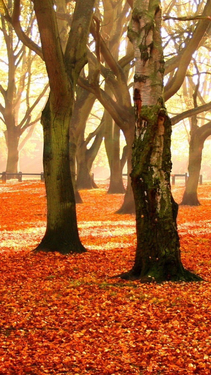 Обои осень, дерево, природа, листопадные, лист в разрешении 720x1280