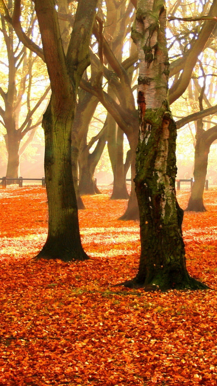 Обои осень, дерево, природа, листопадные, лист в разрешении 750x1334