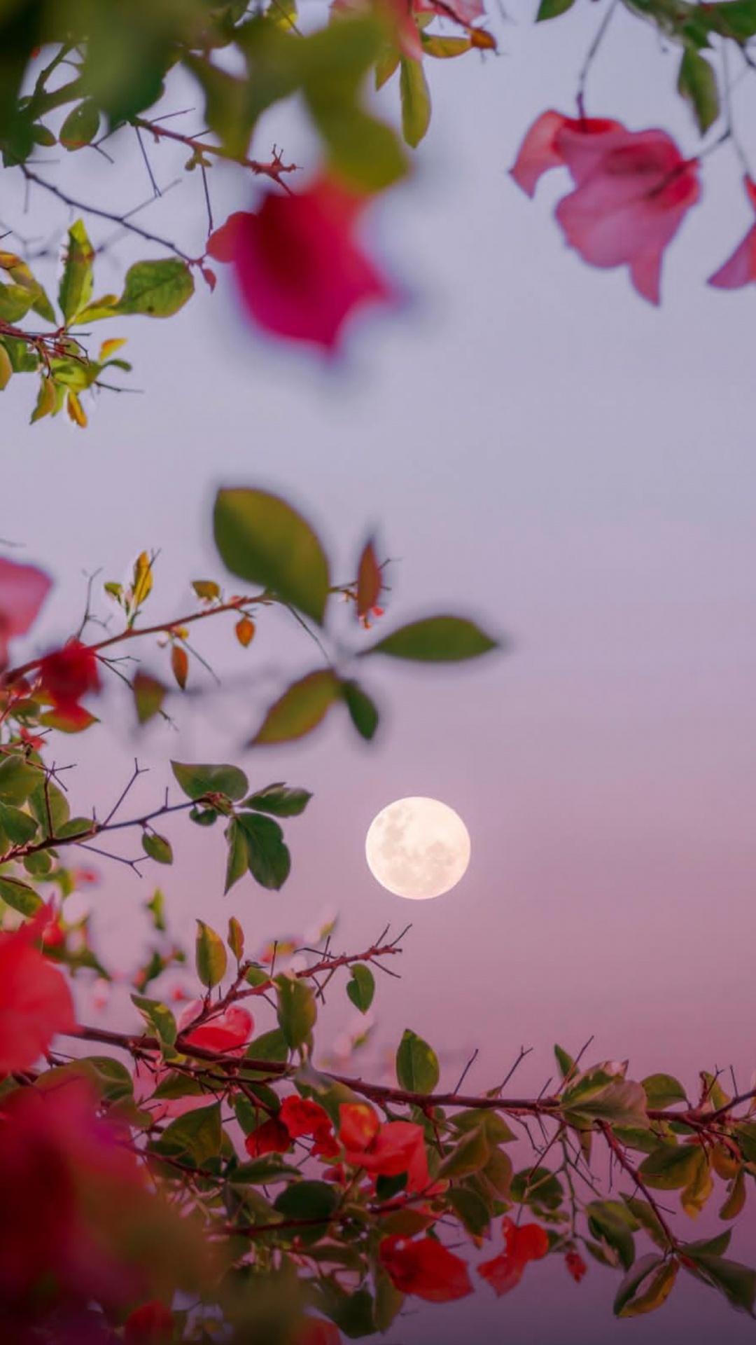 Обои фейсбук, ночь, браузер, блог, вечер в разрешении 1080x1920