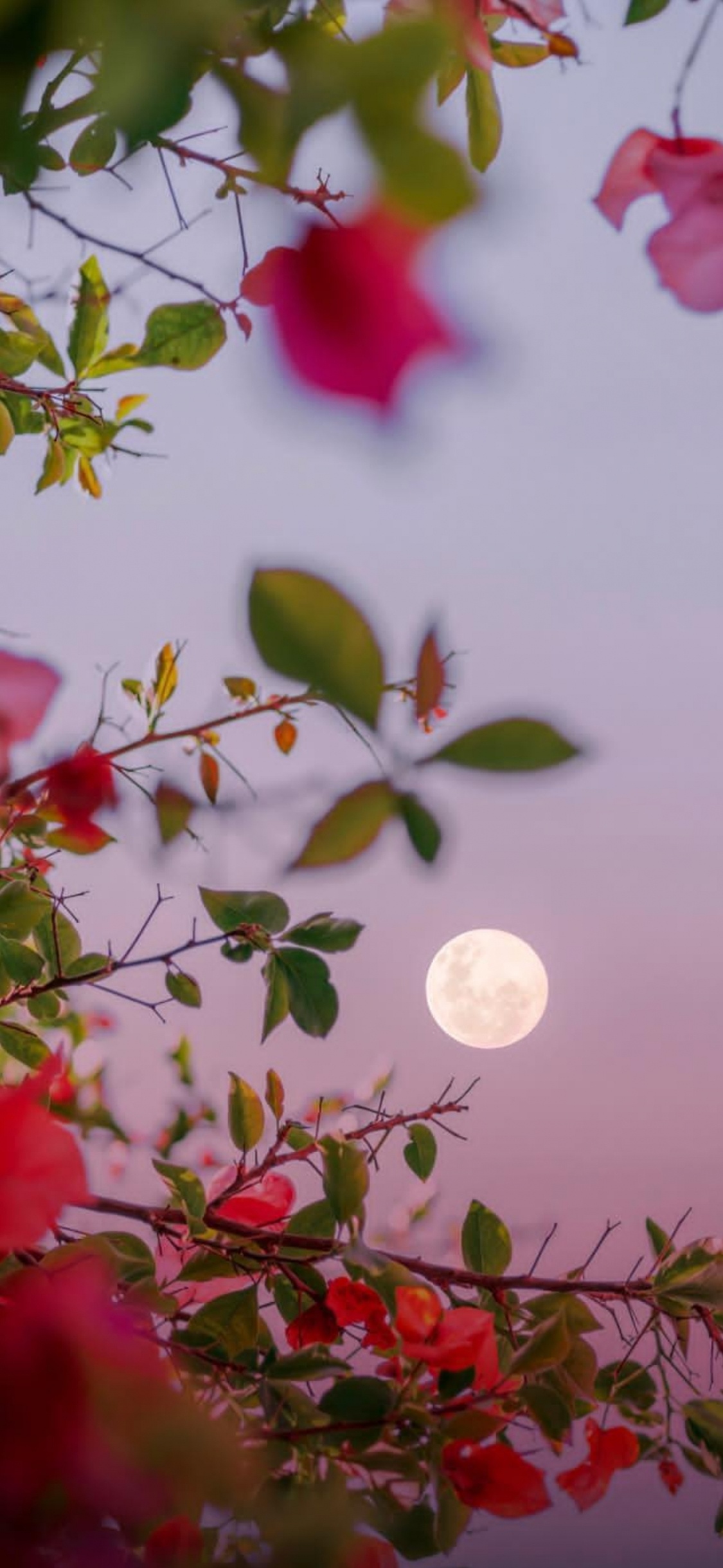 Обои фейсбук, ночь, браузер, блог, вечер в разрешении 1125x2436