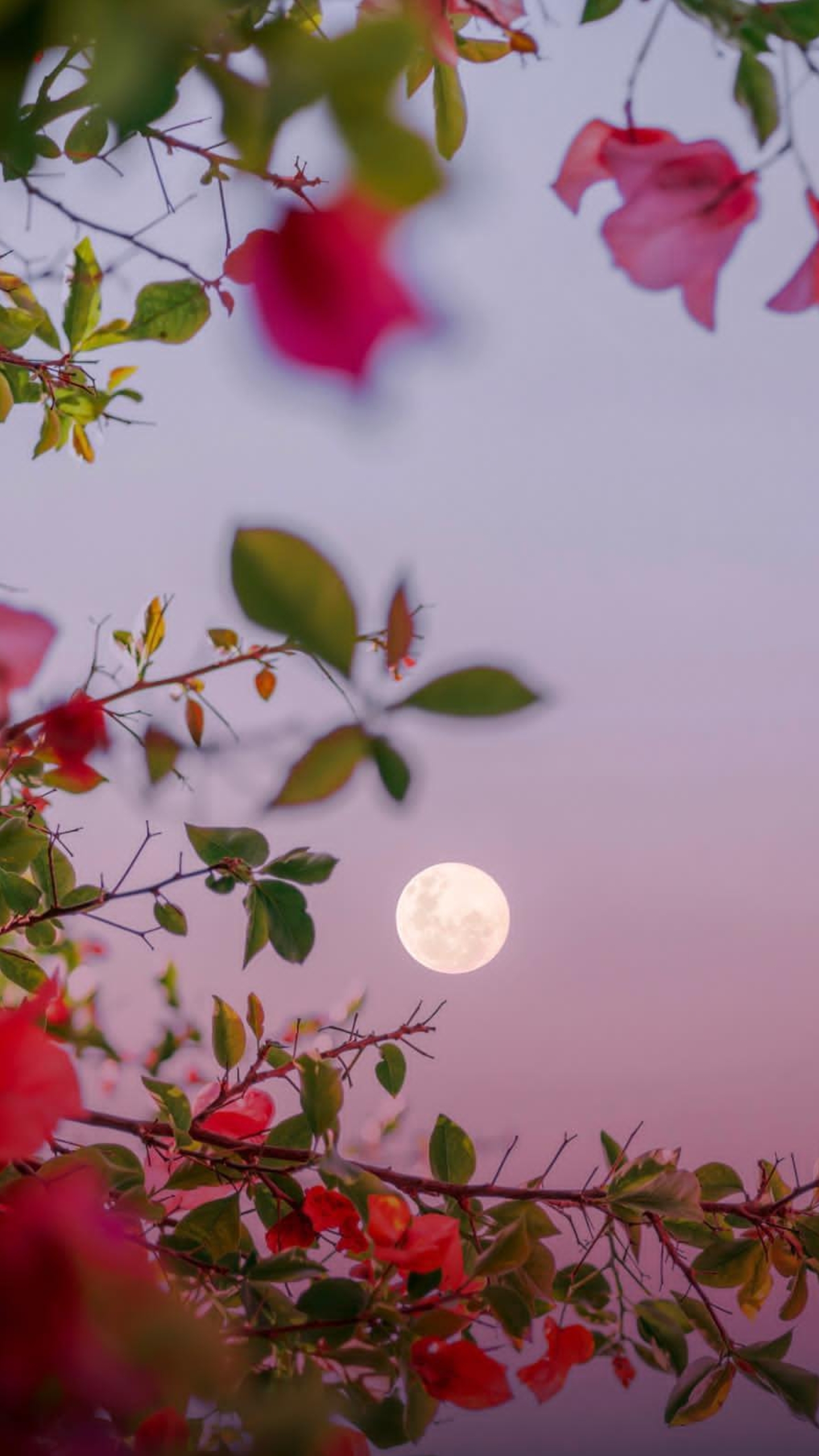 Обои фейсбук, ночь, браузер, блог, вечер в разрешении 1440x2560