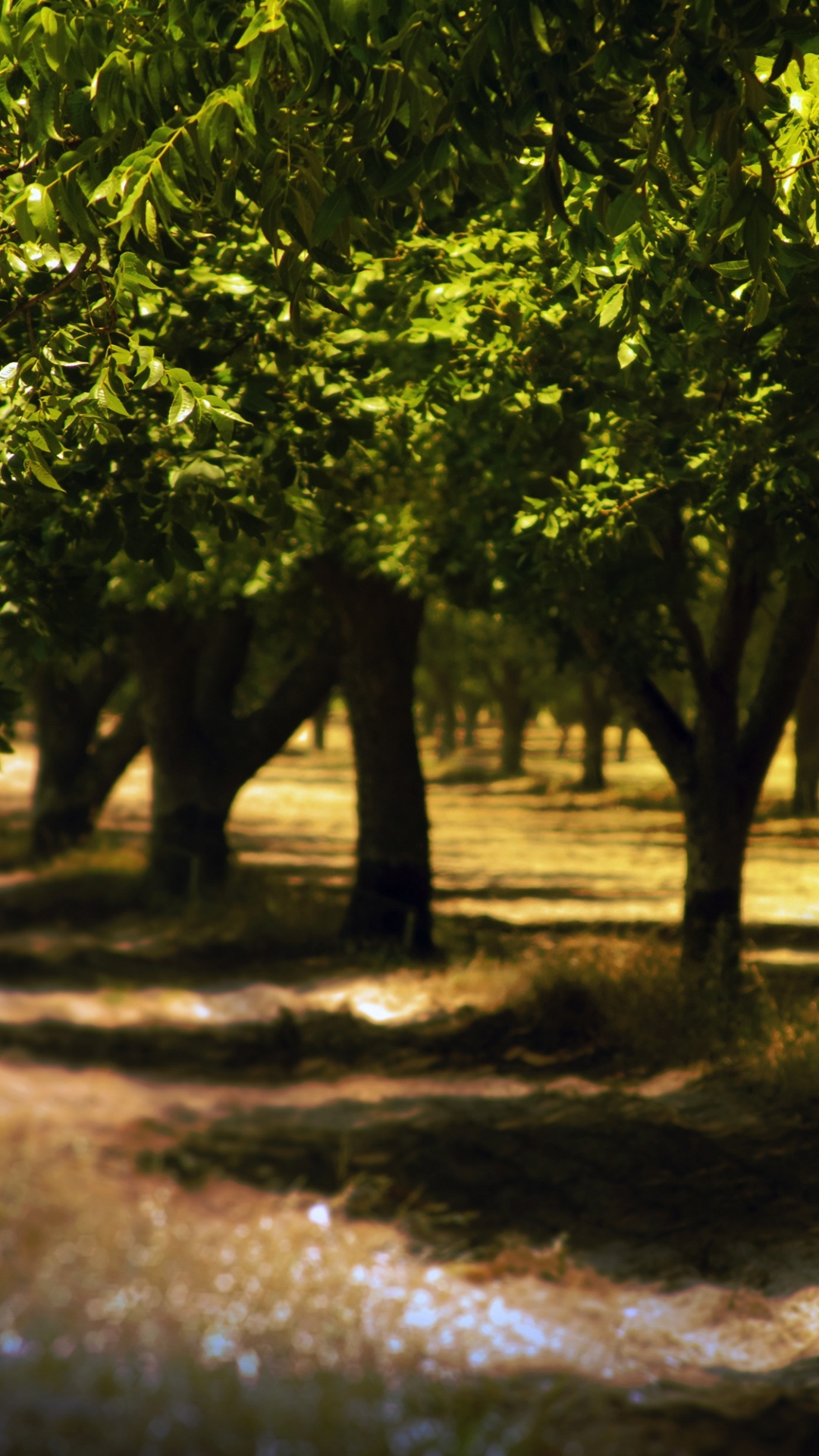 Обои дерево, природа, солнечный свет, растительность, роща в разрешении 1080x1920